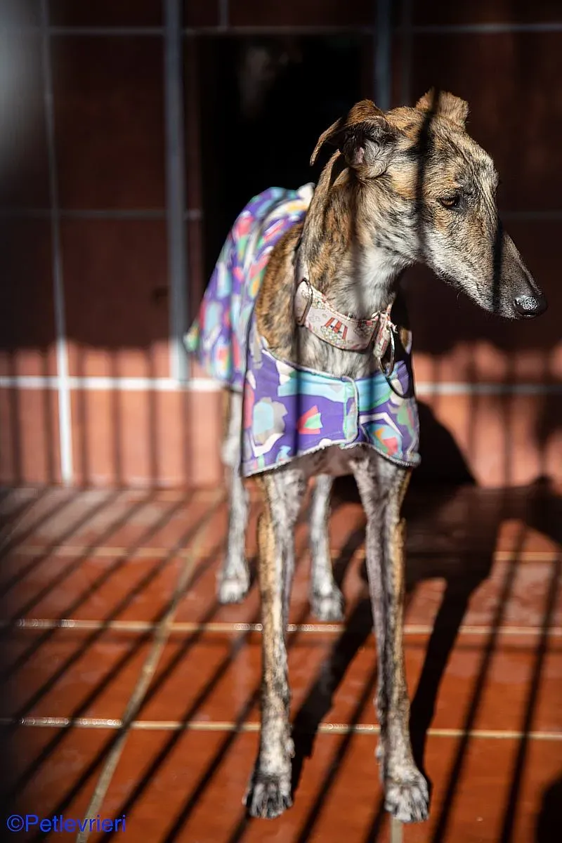 Kiva adozione levrieri galgo 06
