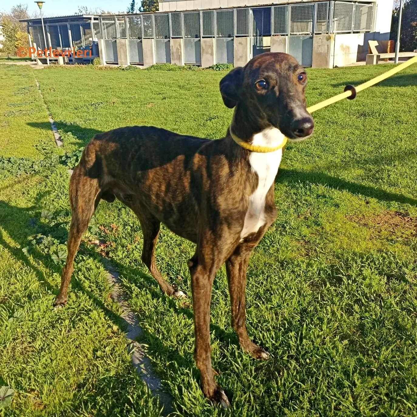 Kiwi galgo adozione pet levrieri onlus 1 1