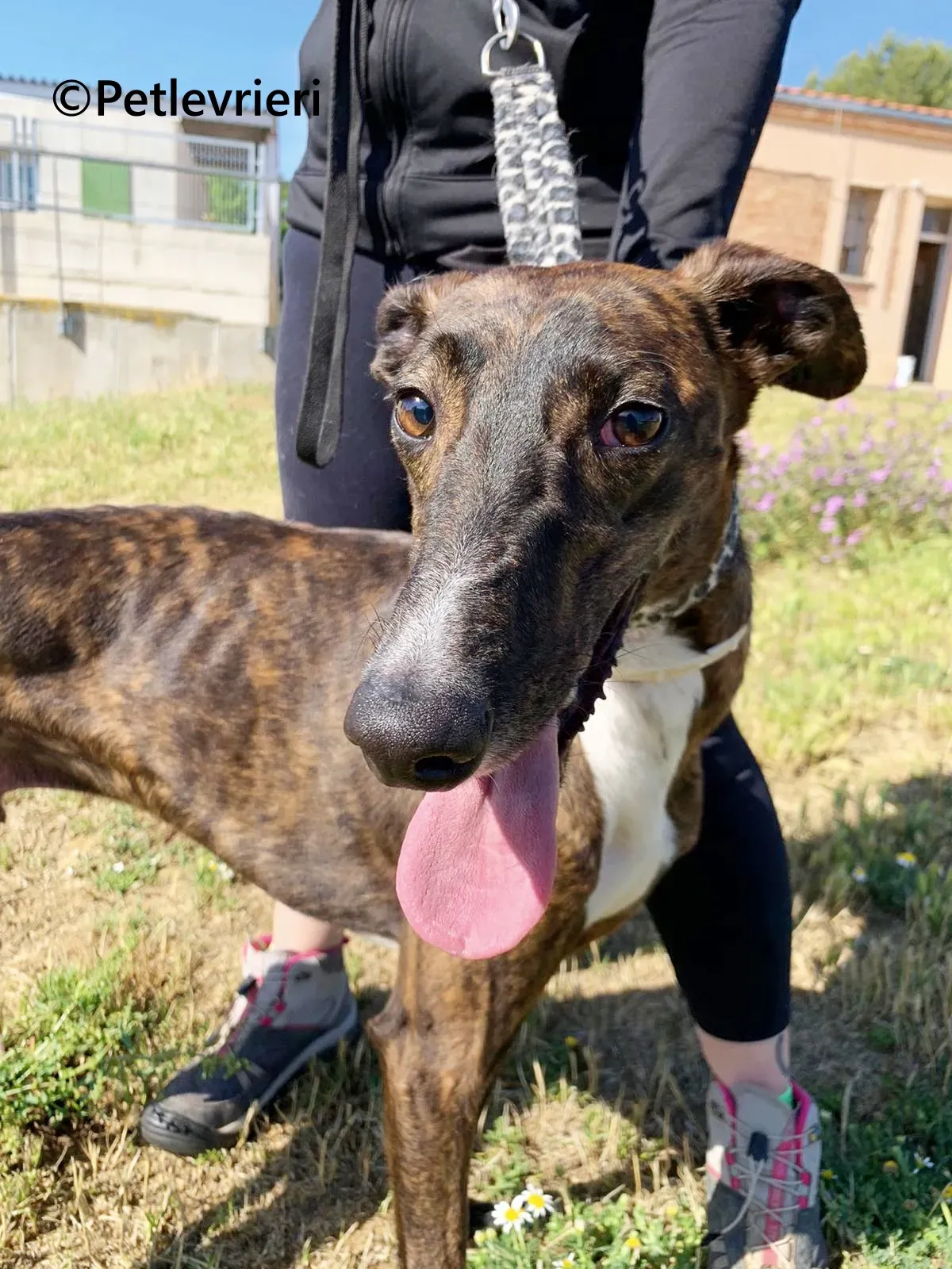 Kiwi galgo adozione pet levrieri onlus 2 1