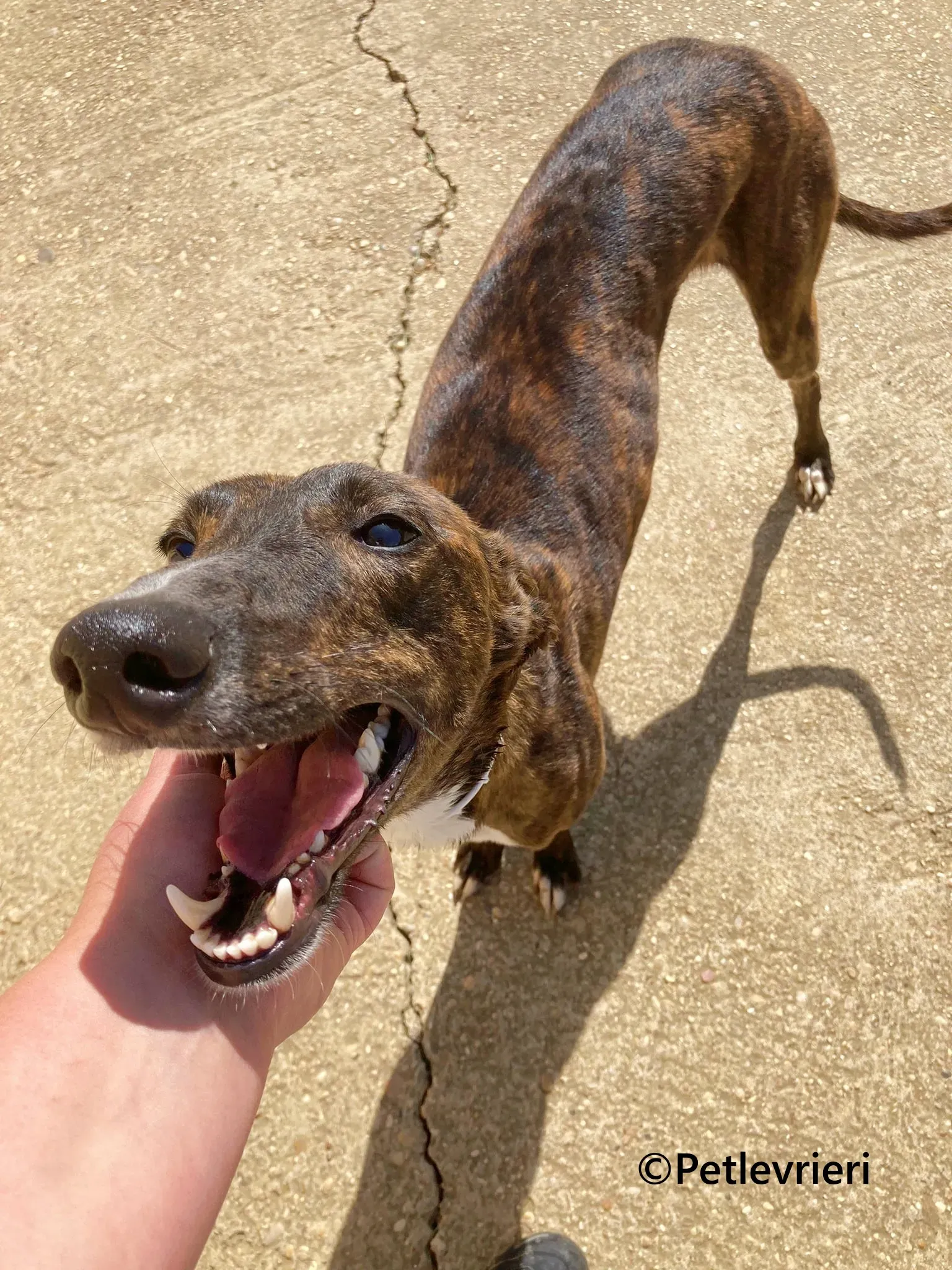 Kiwi galgo adozione pet levrieri onlus 3 1