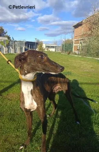 Kiwi galgo adozione pet levrieri onlus 4 1