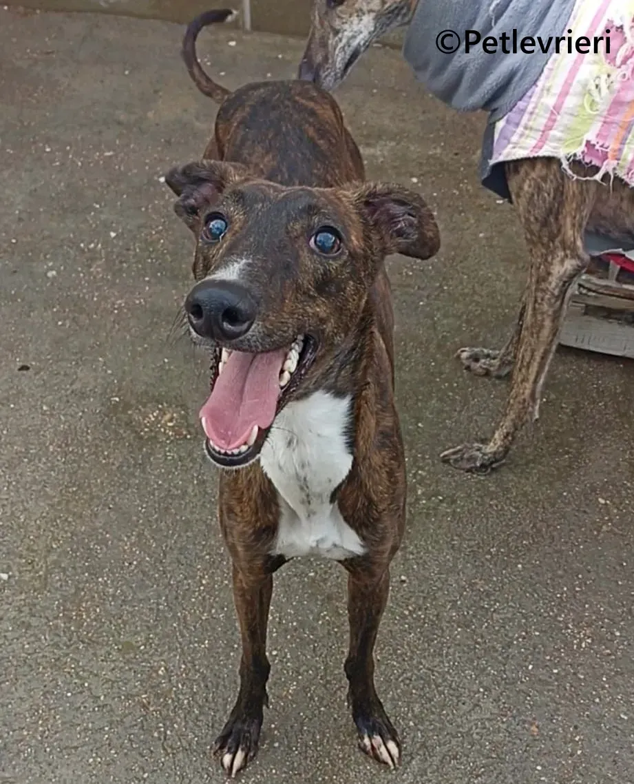 Kiwi galgo adozione pet levrieri onlus 5 1