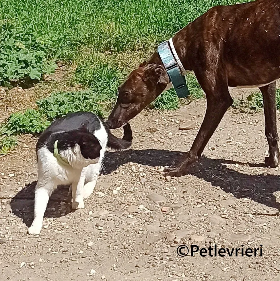 Kiwi galgo adozione pet levrieri onlus 6 1