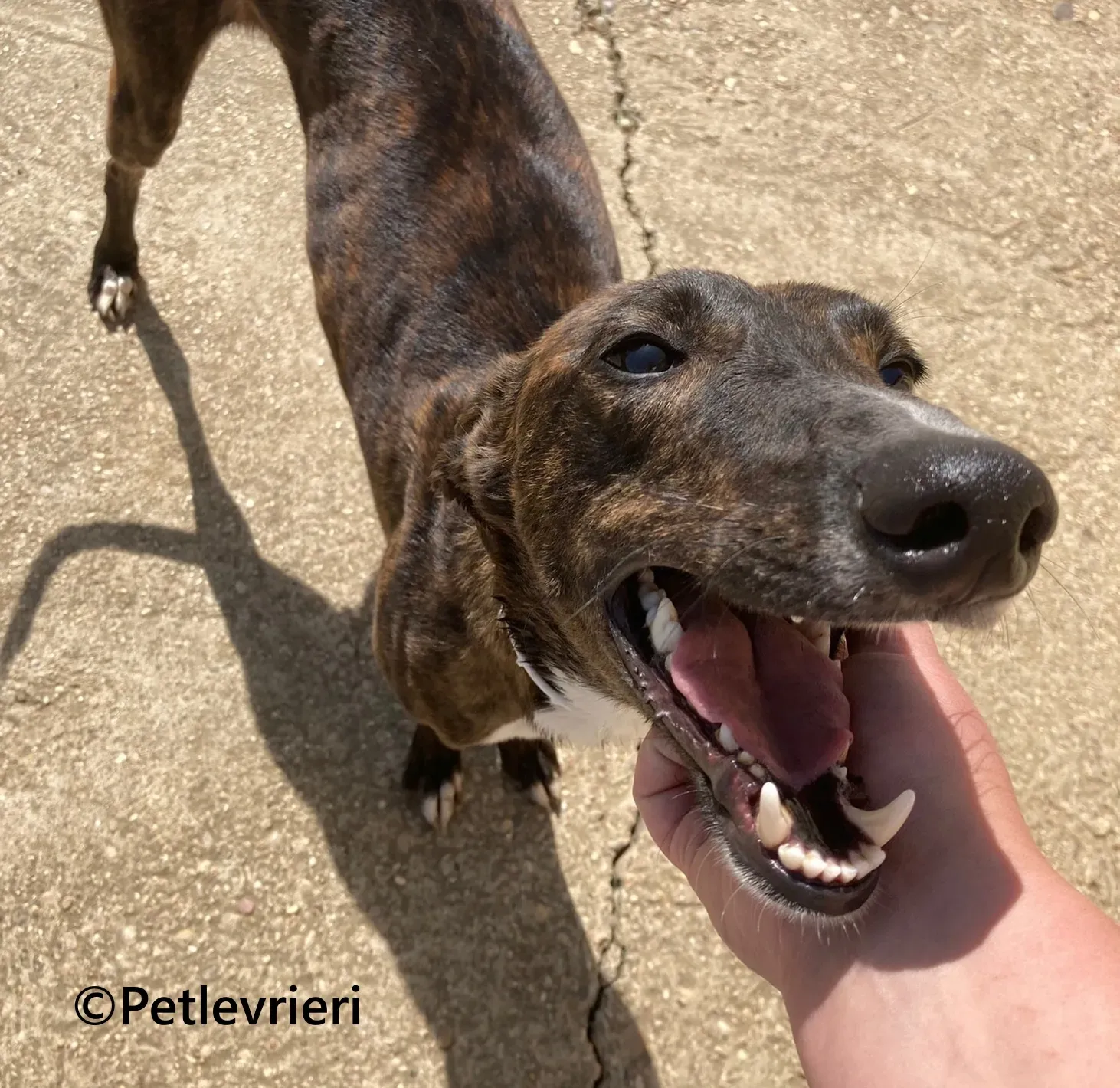 Kiwi galgo adozione pet levrieri onlus 7 1