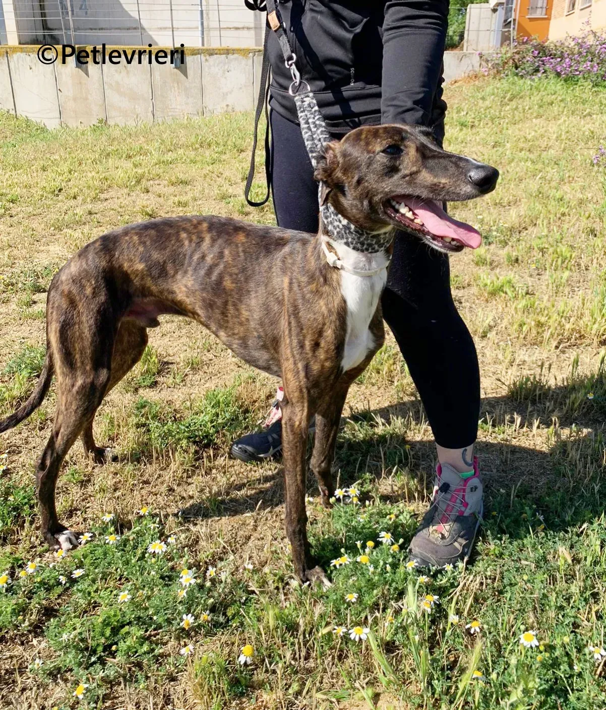Kiwi galgo adozione pet levrieri onlus 8