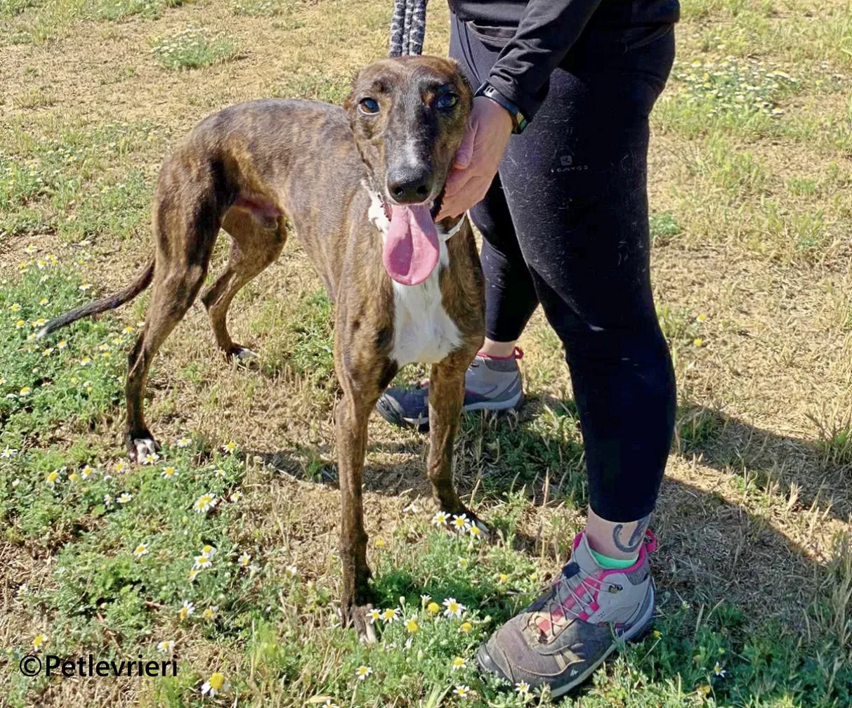 Kiwi galgo adozione pet levrieri onlus 9 1