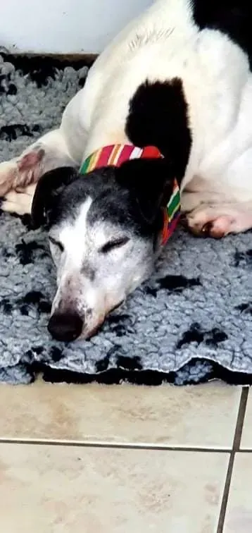 Kochi adozione levrieri greyhound 1