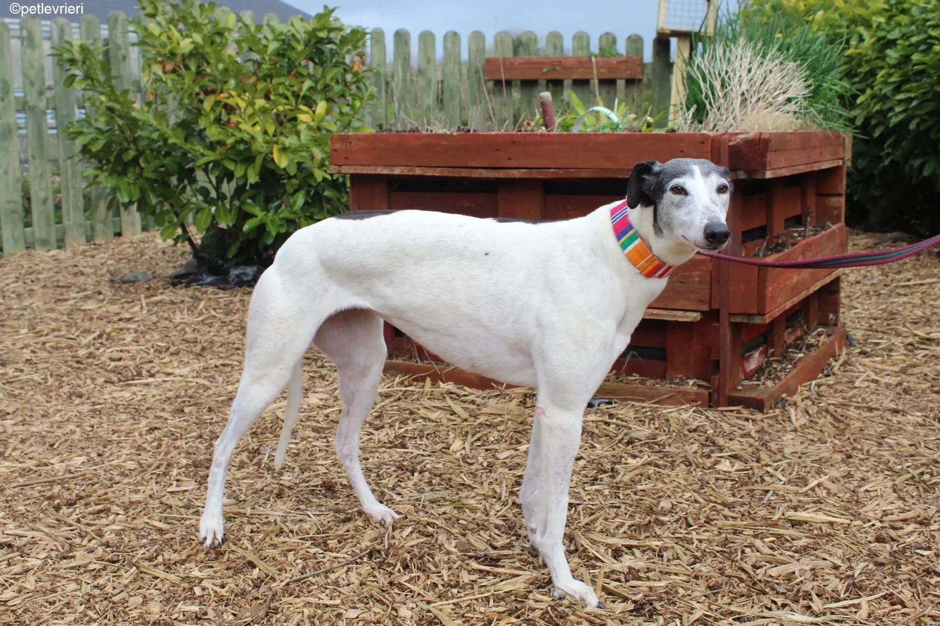 Kochi adozione levrieri greyhound 10