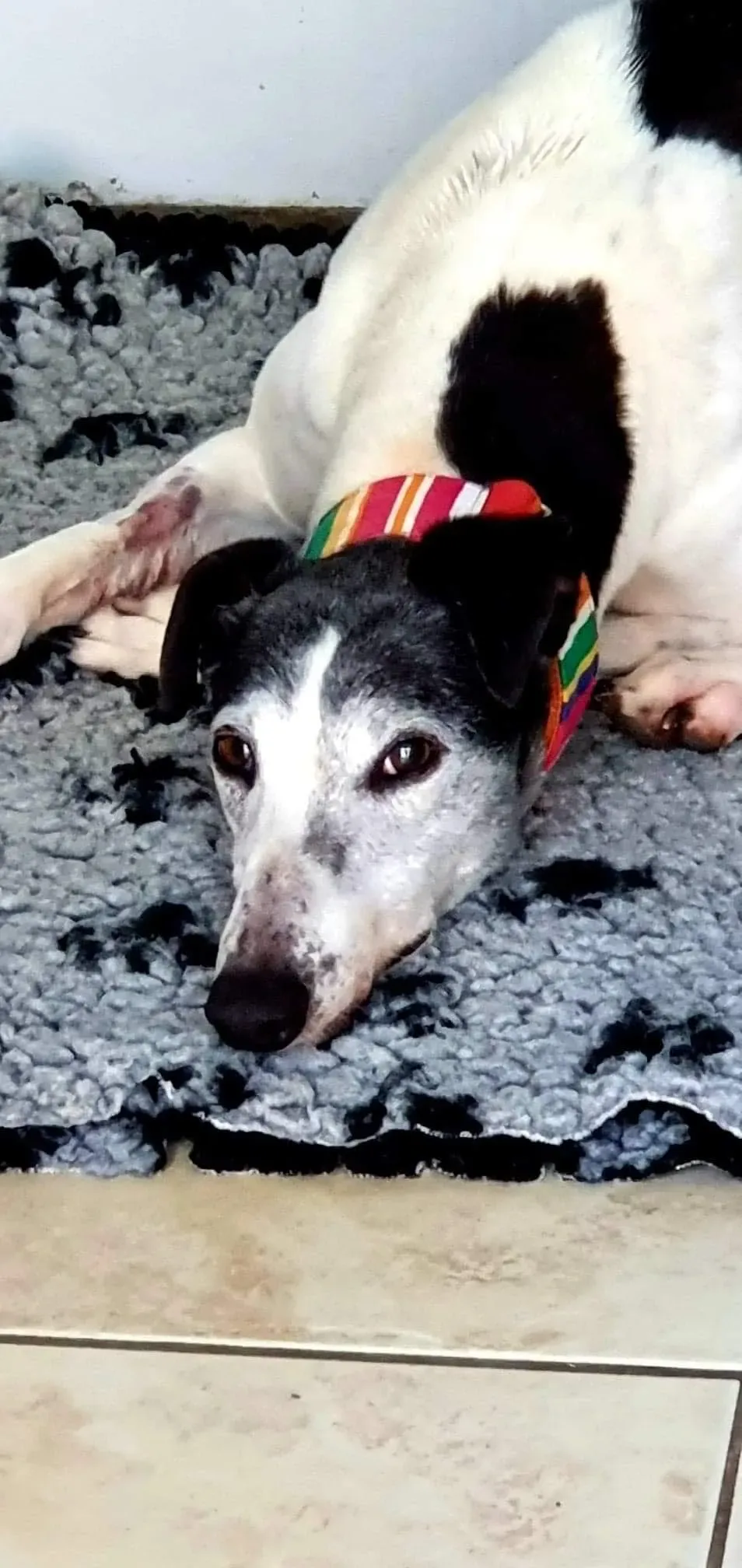 Kochi adozione levrieri greyhound 2