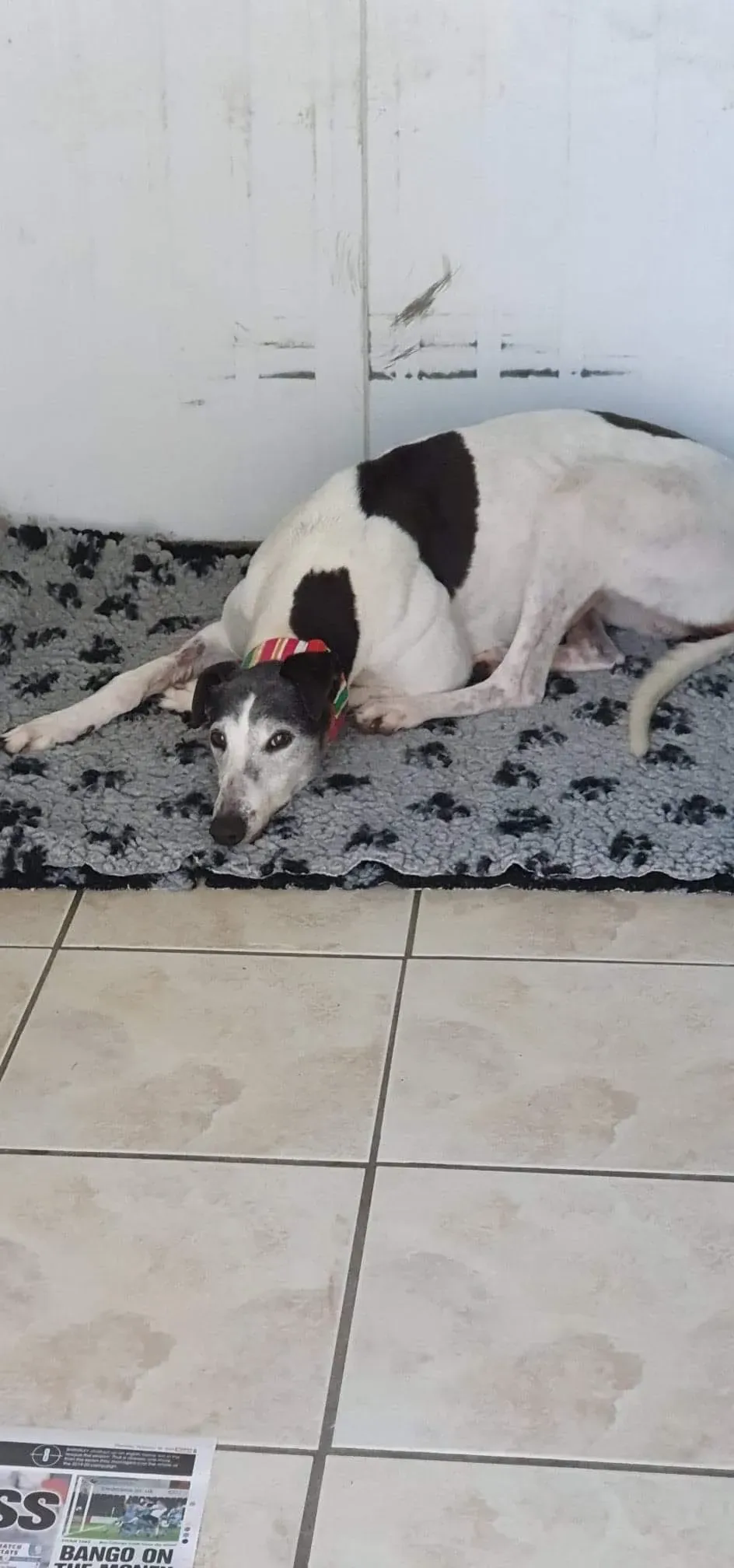 Kochi adozione levrieri greyhound 3