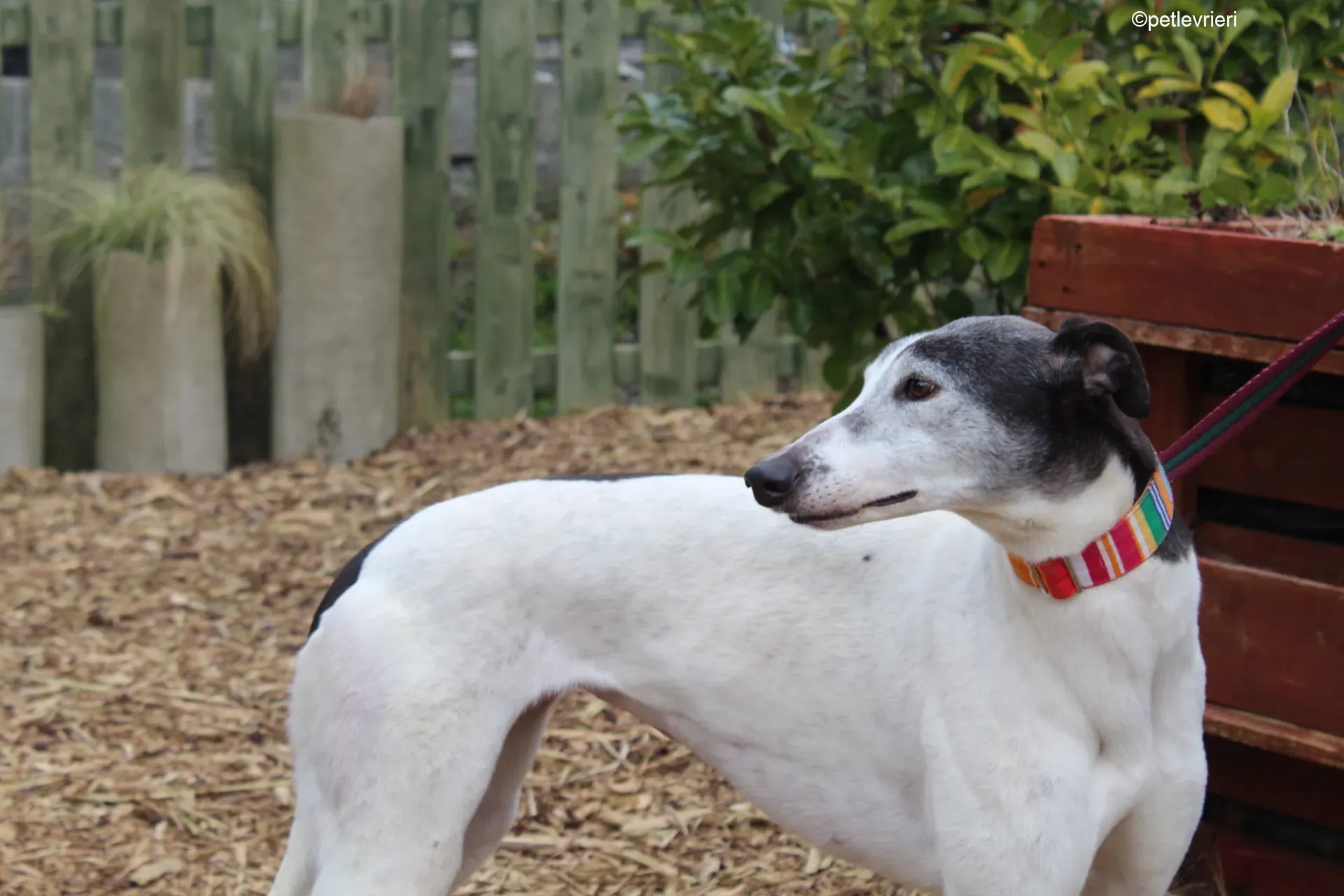 Kochi adozione levrieri greyhound 4