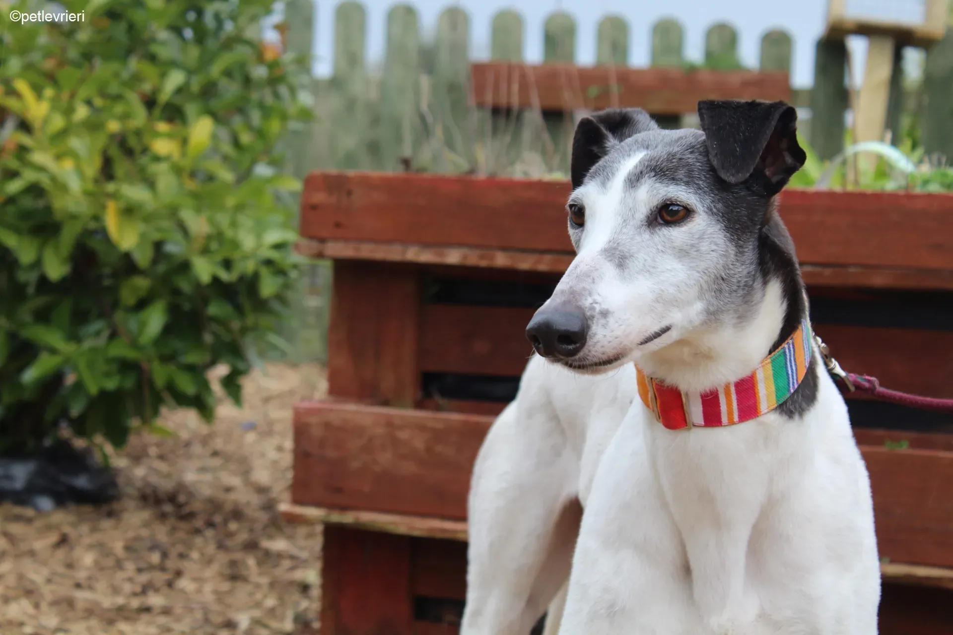 Kochi adozione levrieri greyhound 5