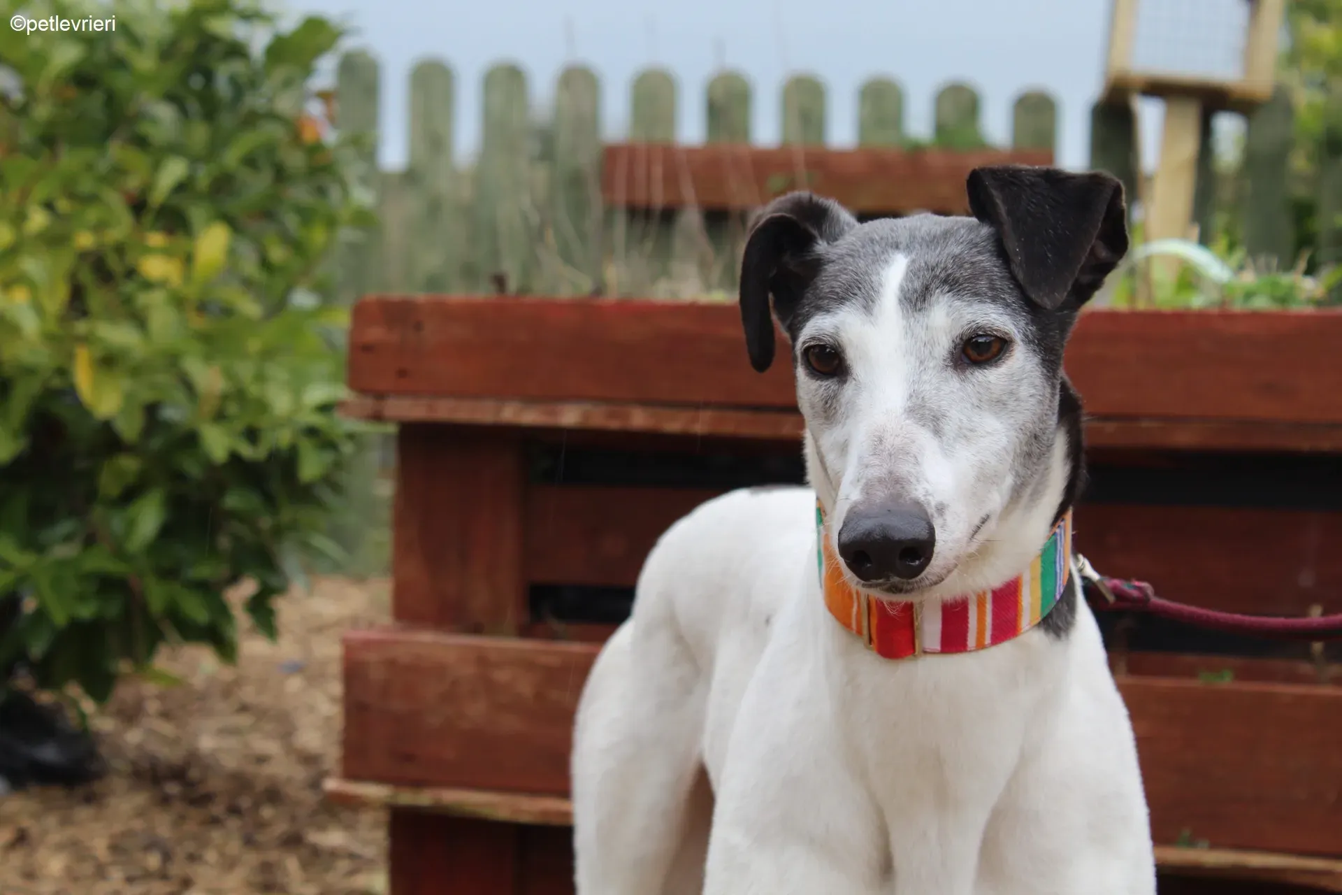 Kochi adozione levrieri greyhound 6