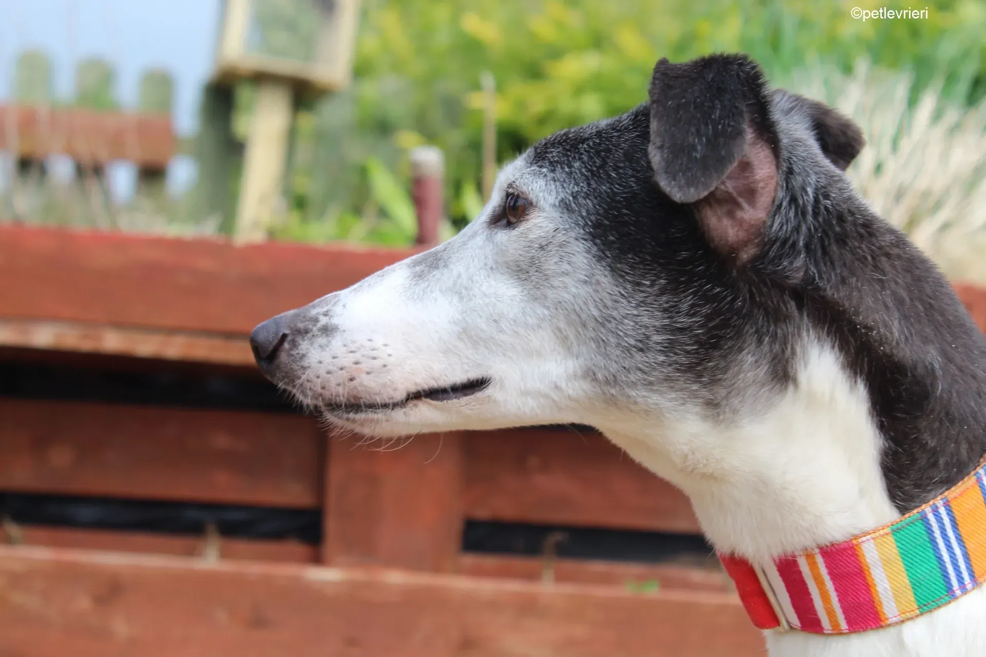 Kochi adozione levrieri greyhound 7