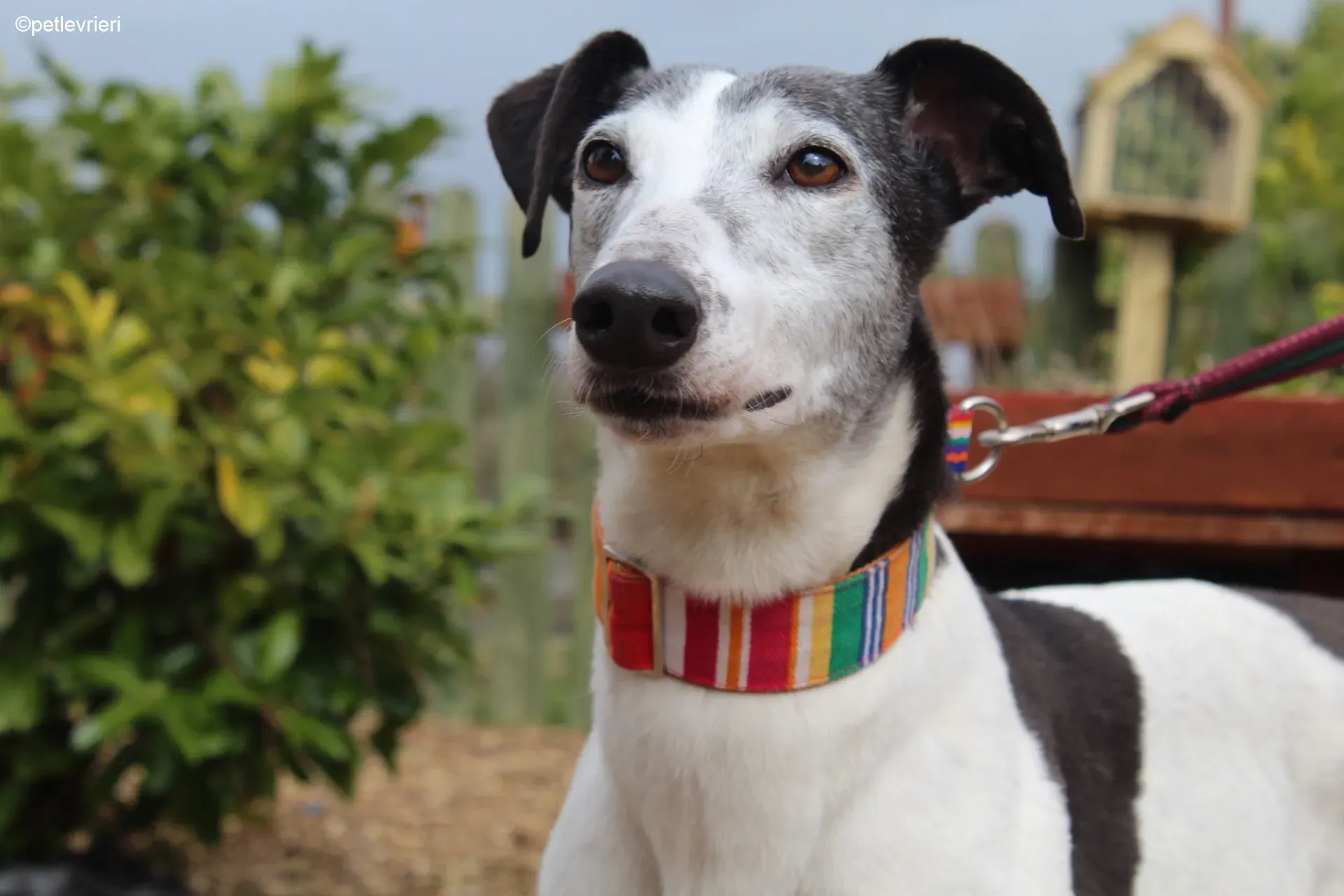 Kochi adozione levrieri greyhound 8