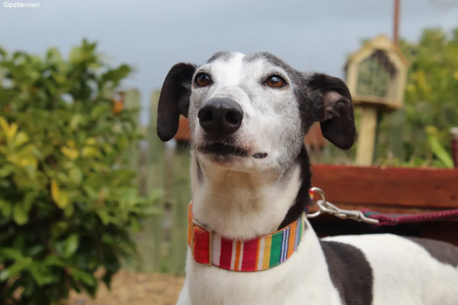 Kochi adozione levrieri greyhound 9