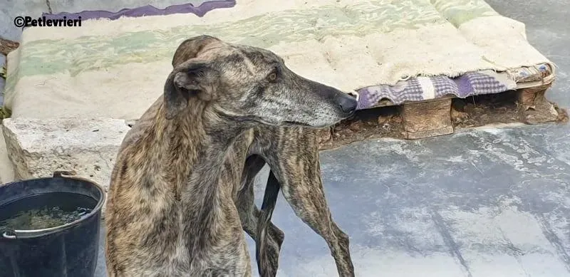 Kong adozione levrieri galgo 1