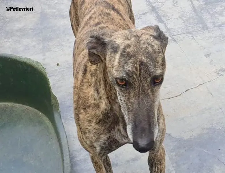 Kong adozione levrieri galgo 10