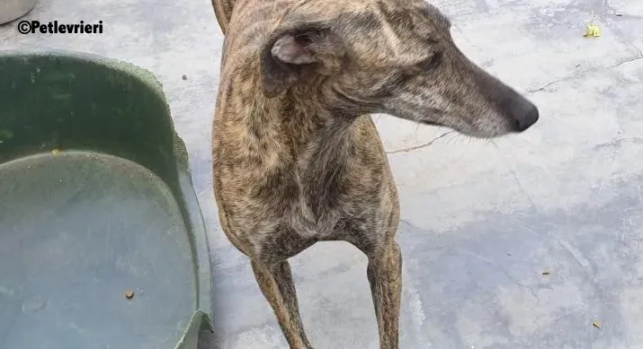 Kong adozione levrieri galgo 11