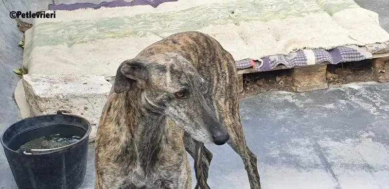 Kong adozione levrieri galgo 2