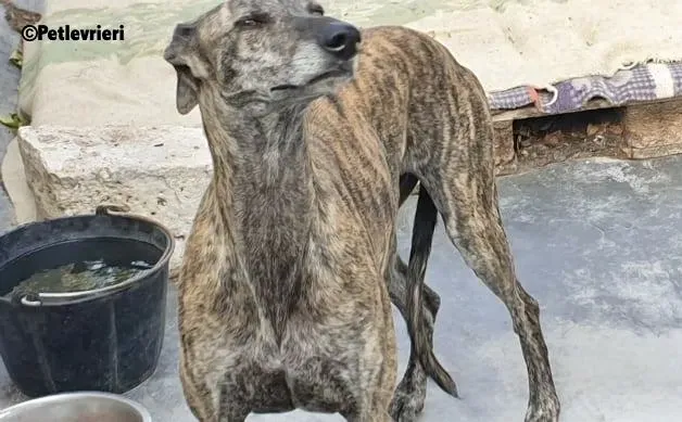 Kong adozione levrieri galgo 3
