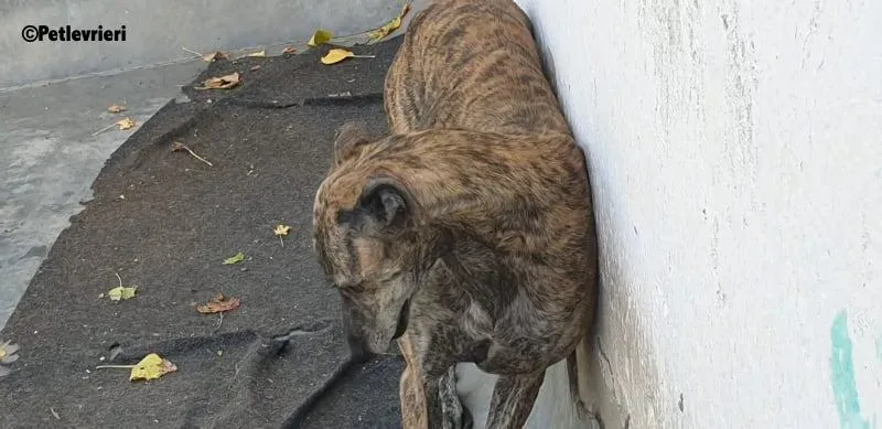 Kong adozione levrieri galgo 4