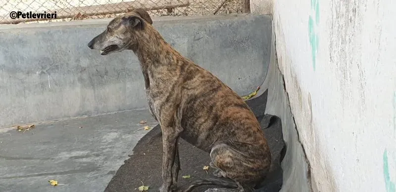 Kong adozione levrieri galgo 5