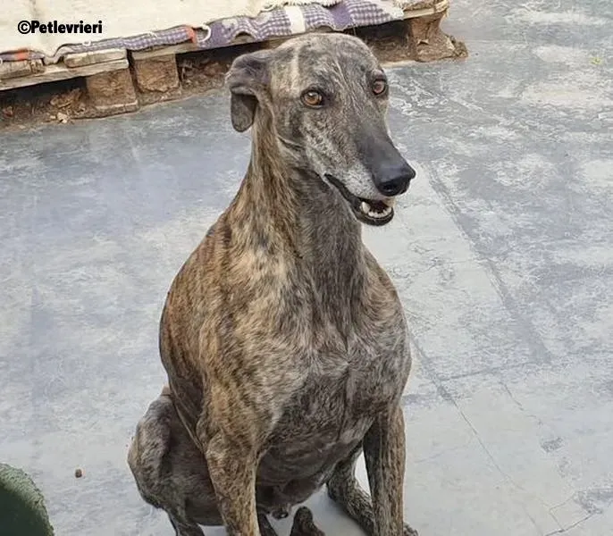 Kong adozione levrieri galgo 6