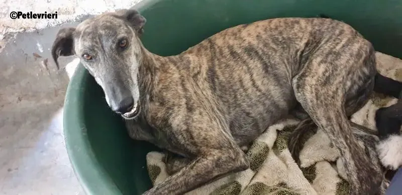 Kong adozione levrieri galgo 7