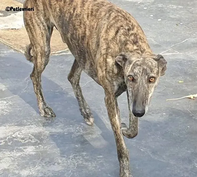 Kong adozione levrieri galgo 8