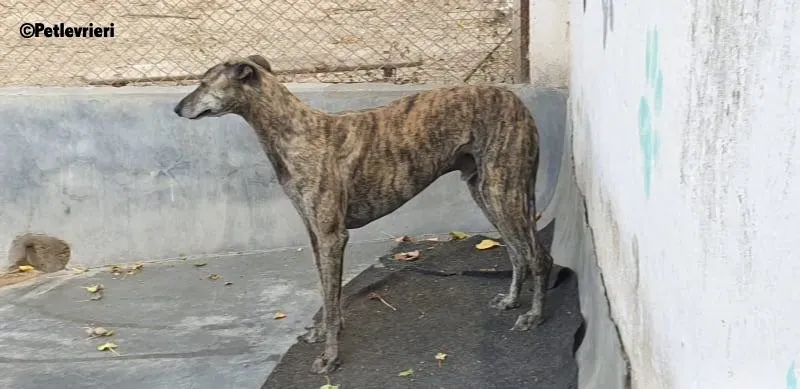Kong adozione levrieri galgo 9