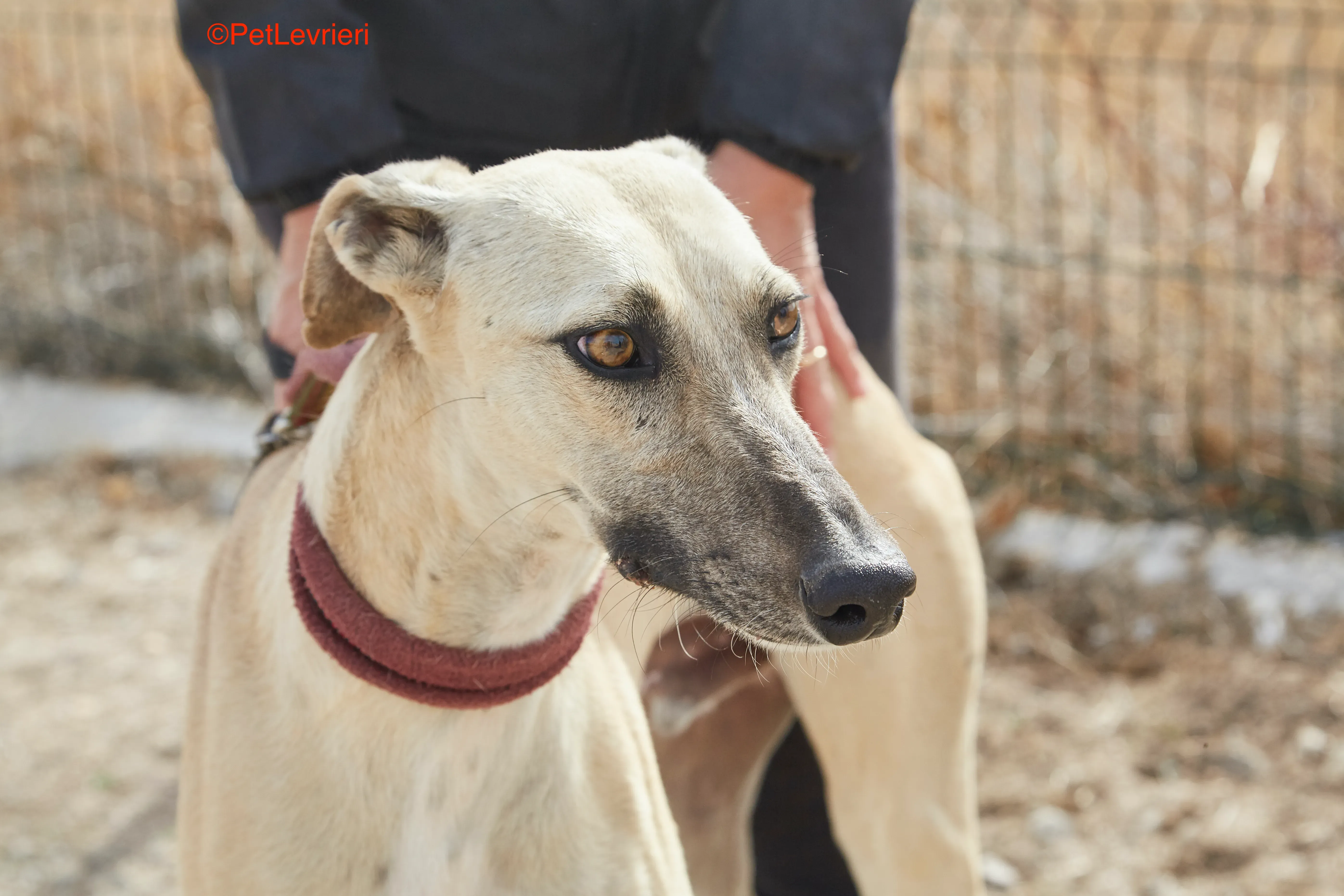 Kronos adozione galgo pet levrieri 17