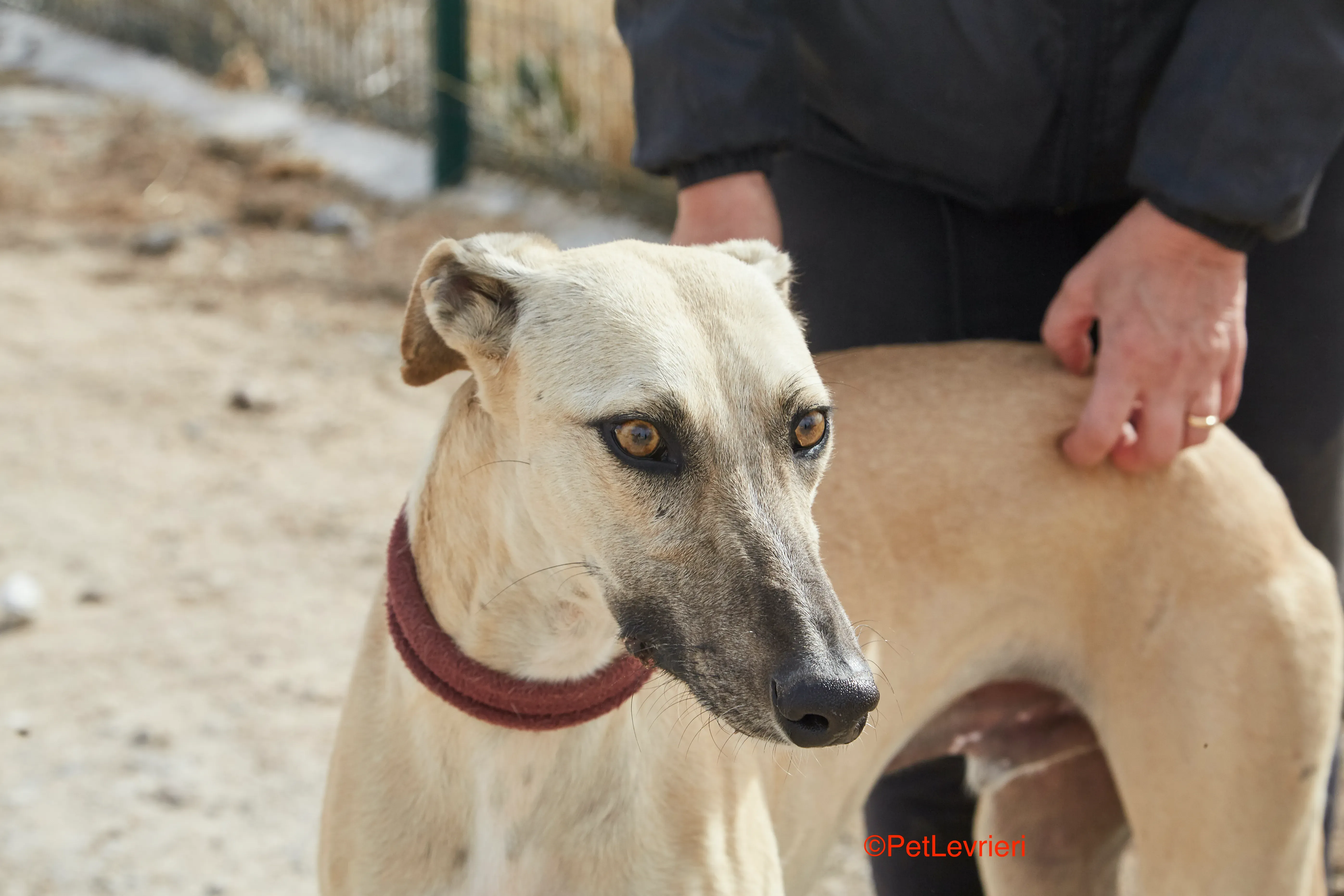 Kronos adozione galgo pet levrieri 18
