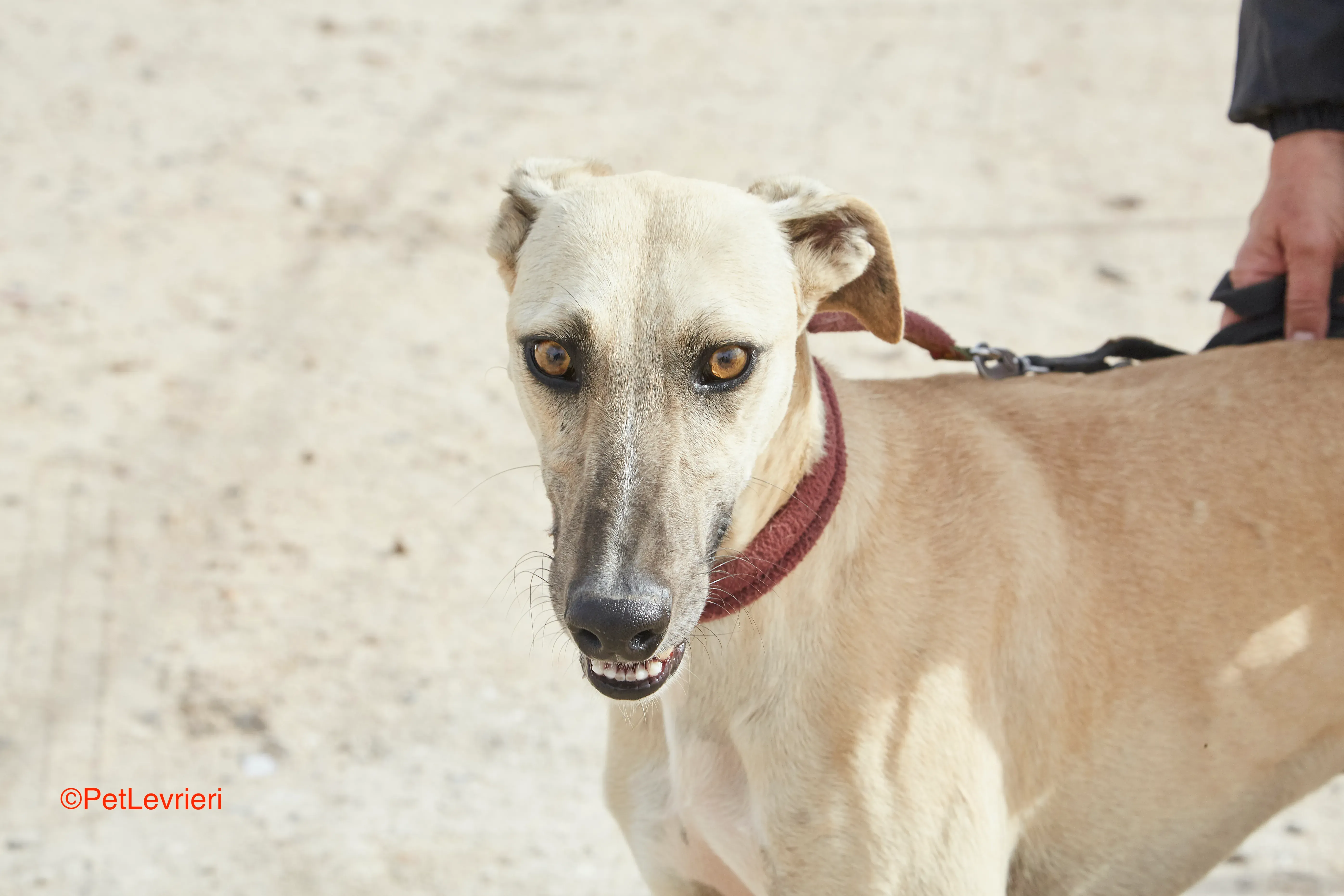 Kronos adozione galgo pet levrieri onlus 1