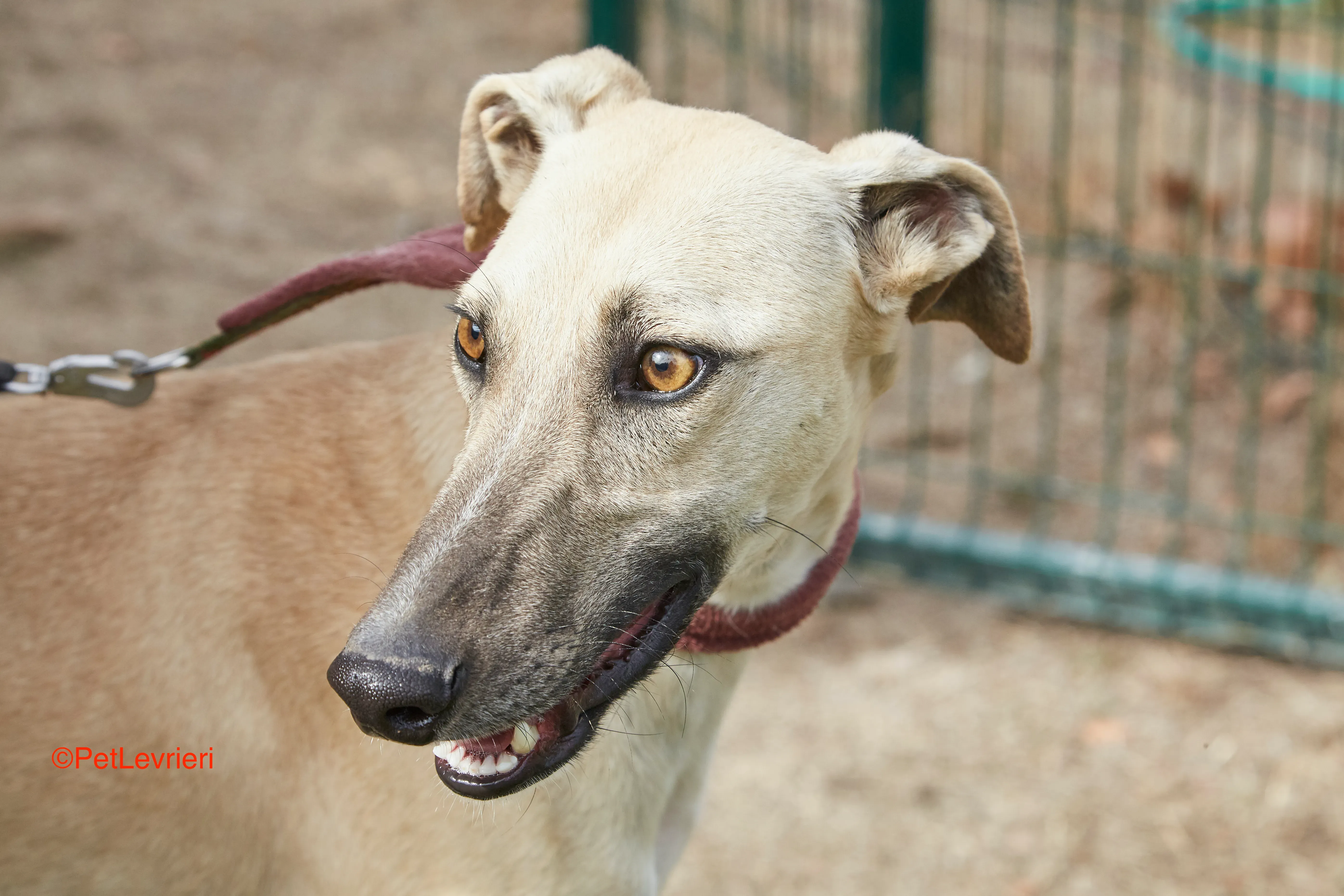 Kronos adozione galgo pet levrieri onlus 10