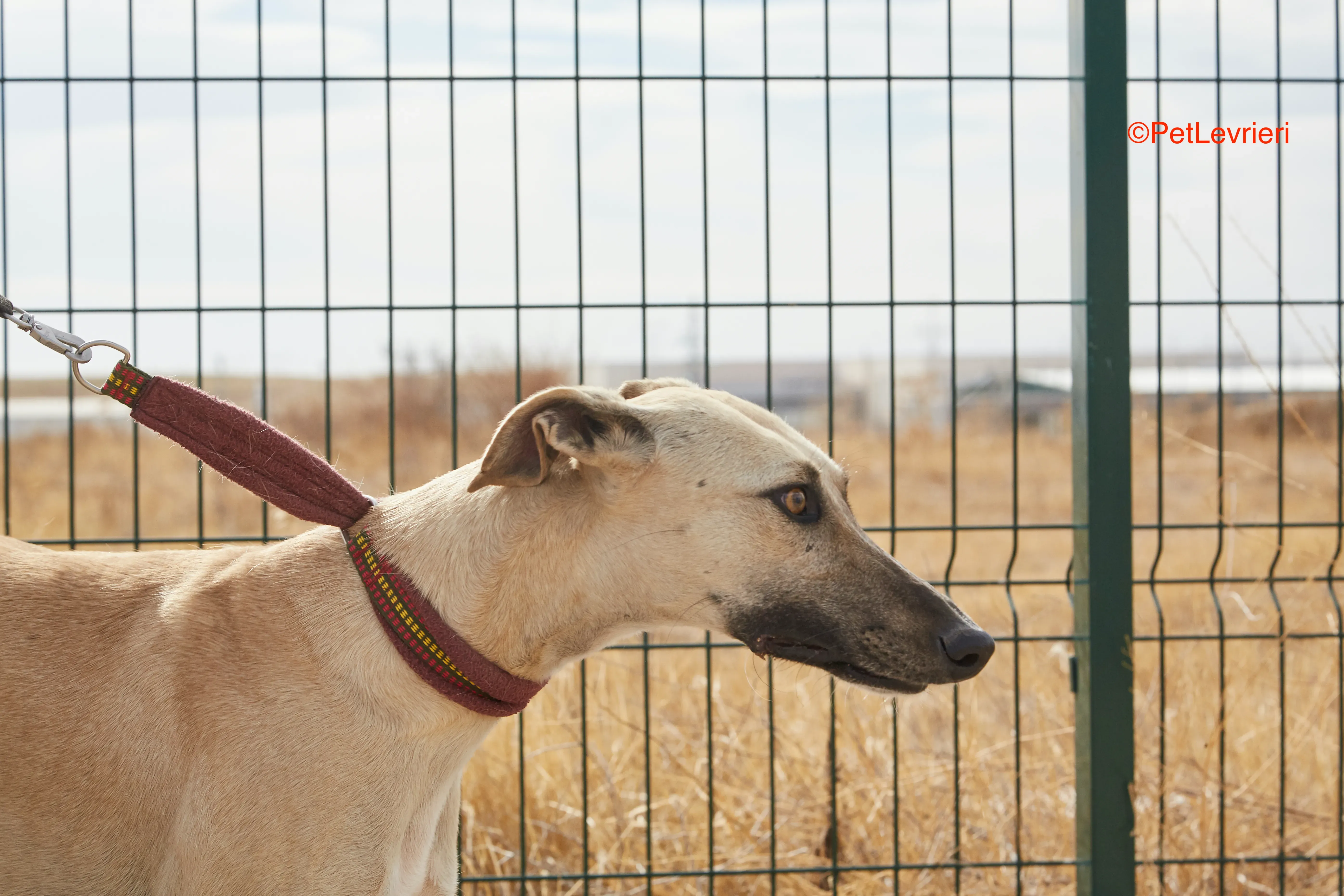 Kronos adozione galgo pet levrieri onlus 12