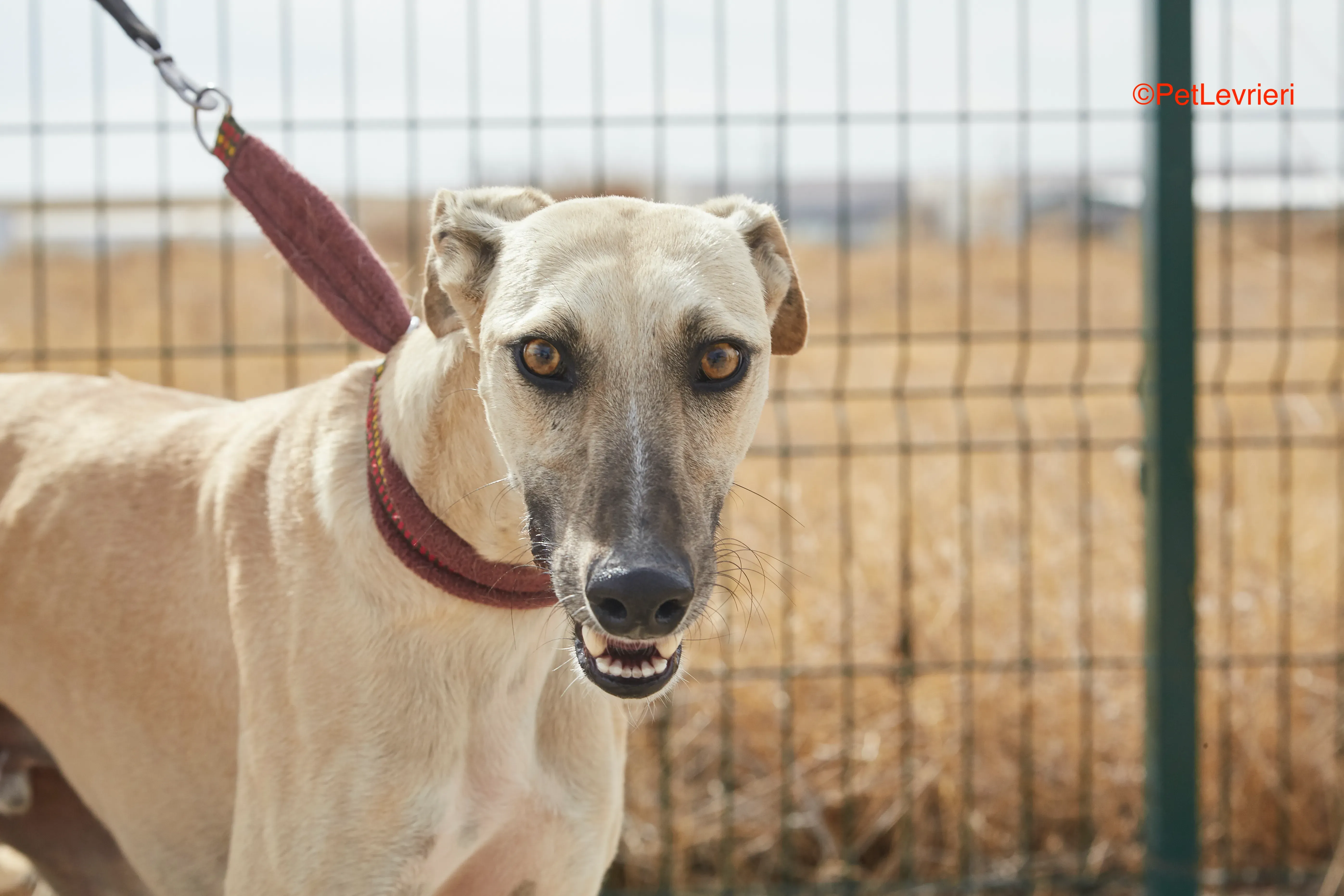 Kronos adozione galgo pet levrieri onlus 13