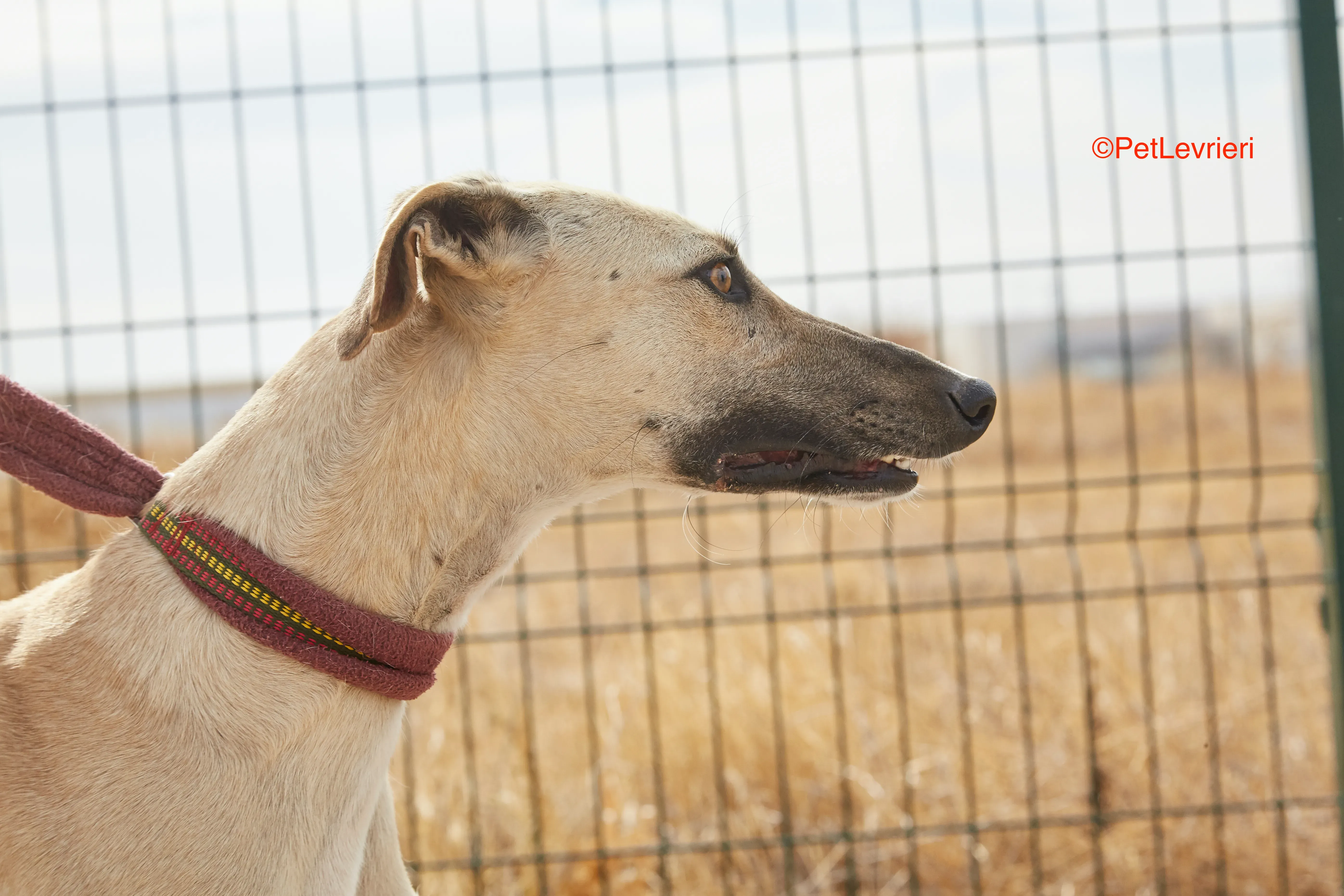 Kronos adozione galgo pet levrieri onlus 14