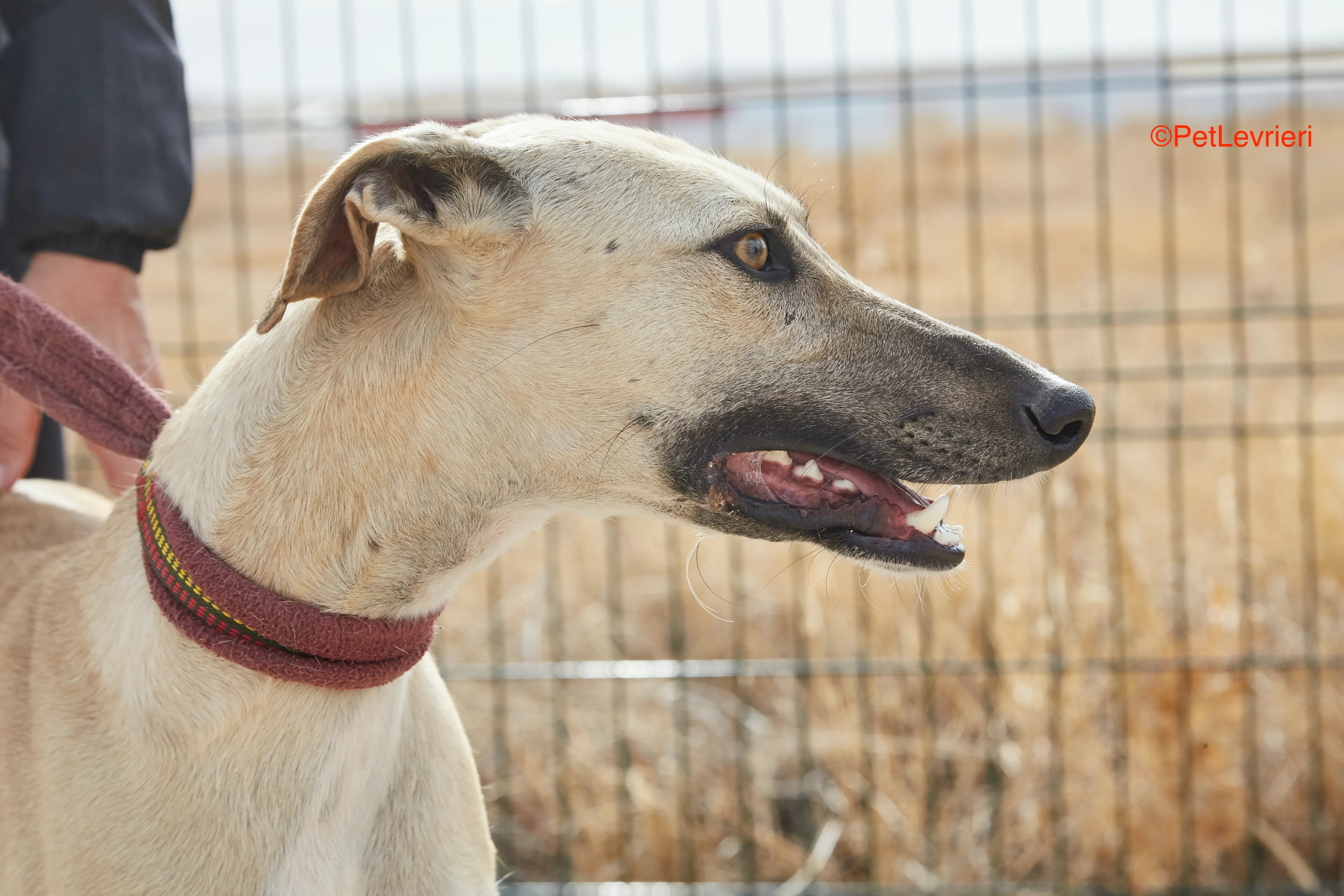 Kronos adozione galgo pet levrieri onlus 15