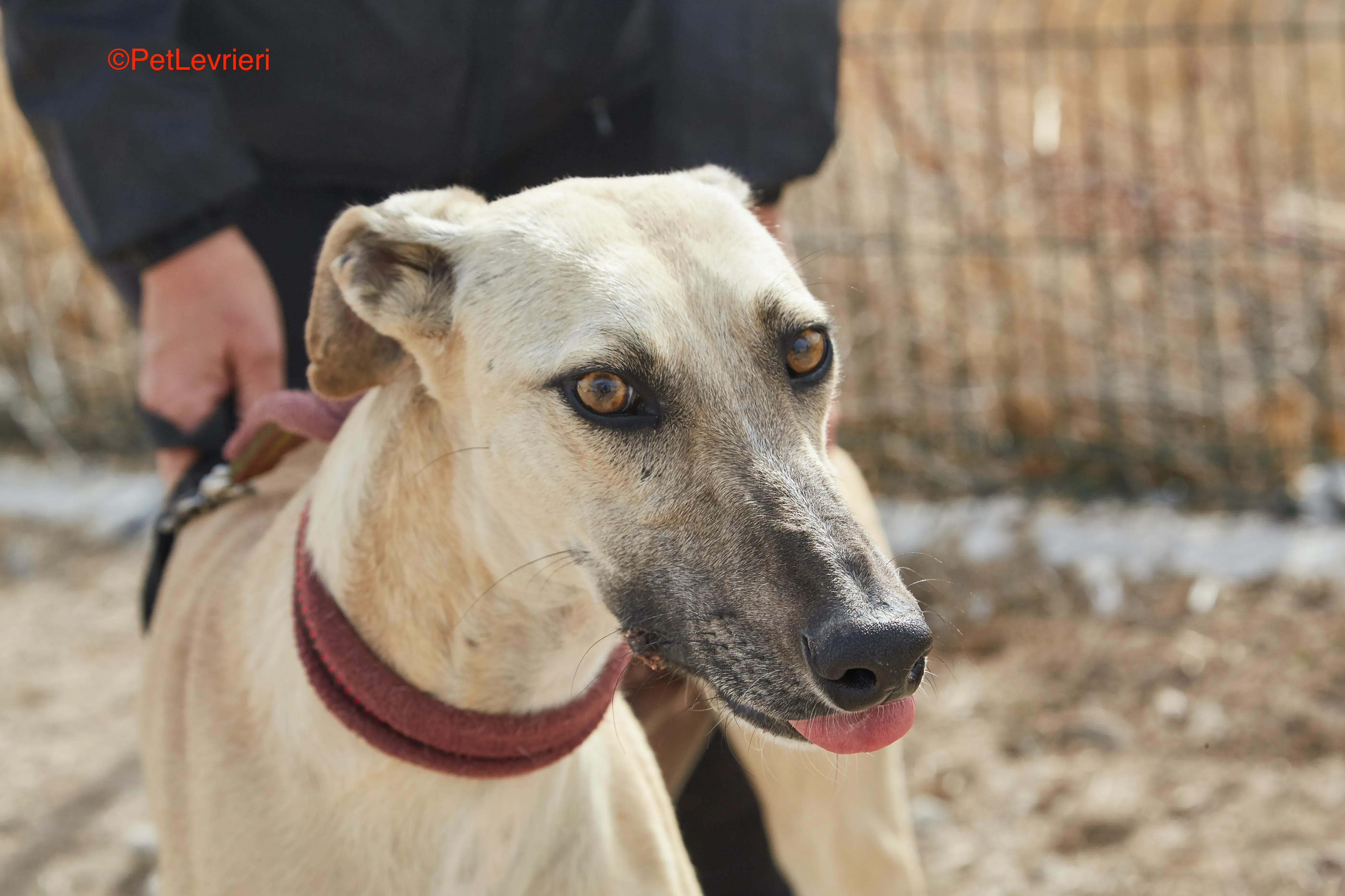 Kronos adozione galgo pet levrieri onlus 16