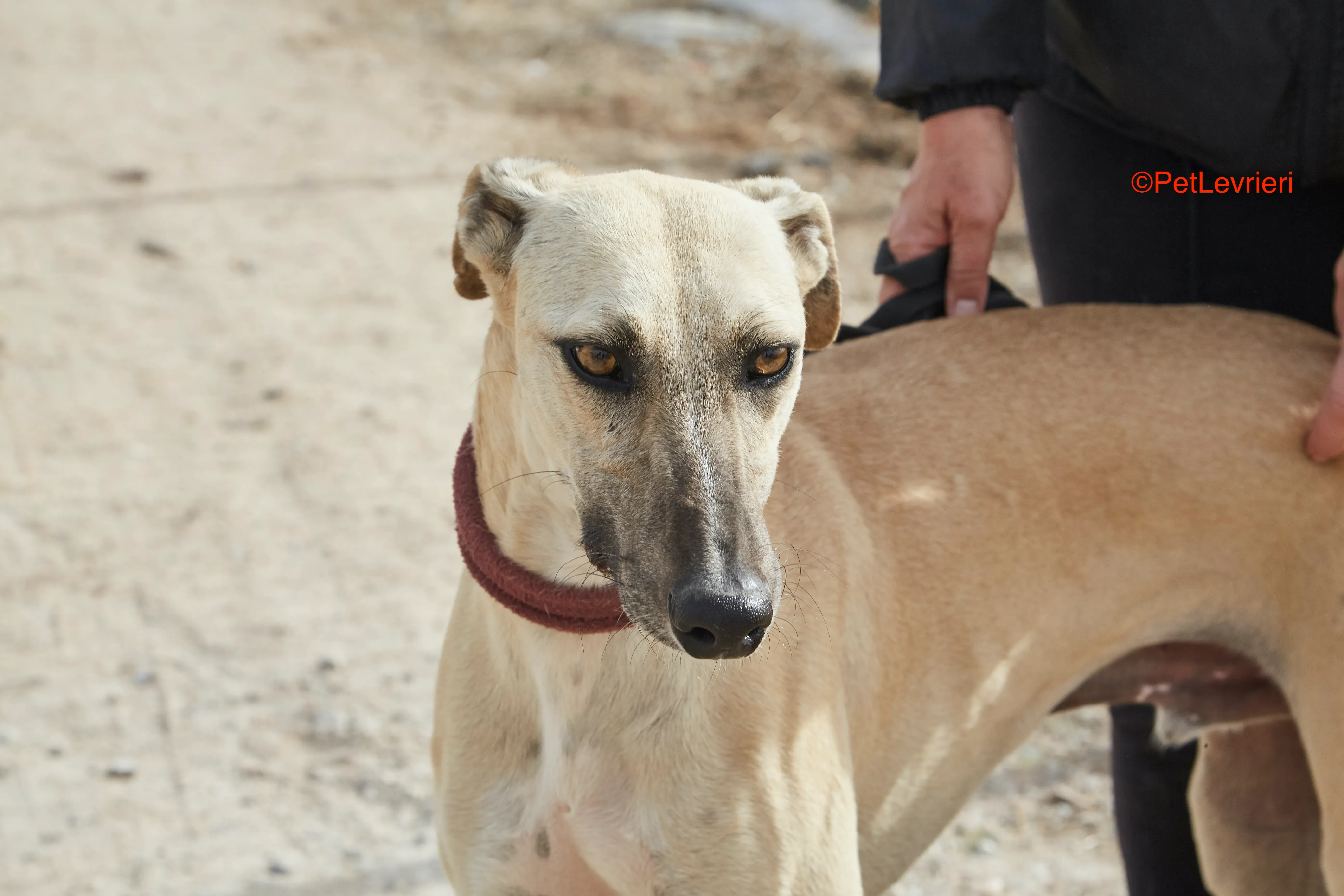 Kronos adozione galgo pet levrieri onlus 19