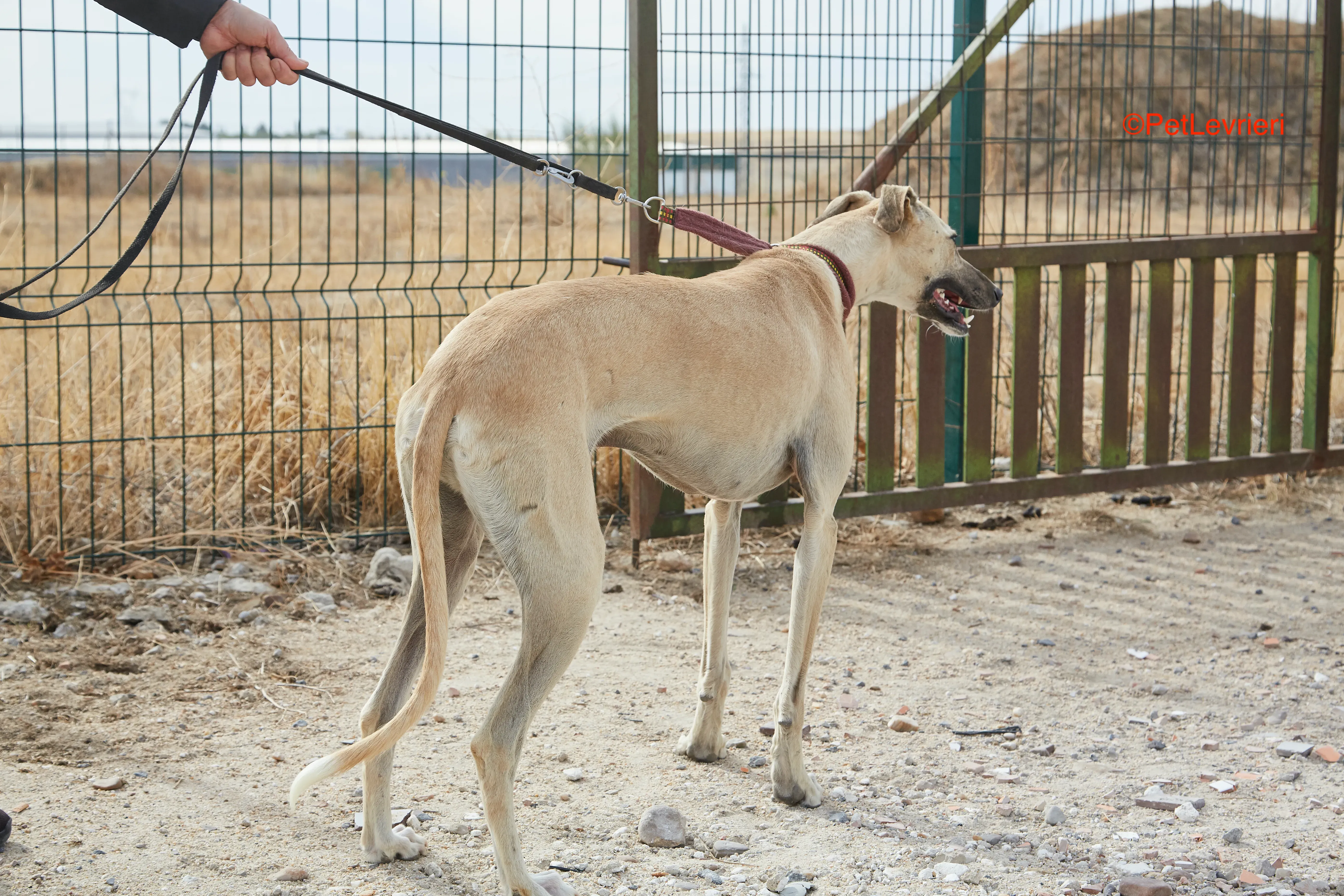 Kronos adozione galgo pet levrieri onlus 2