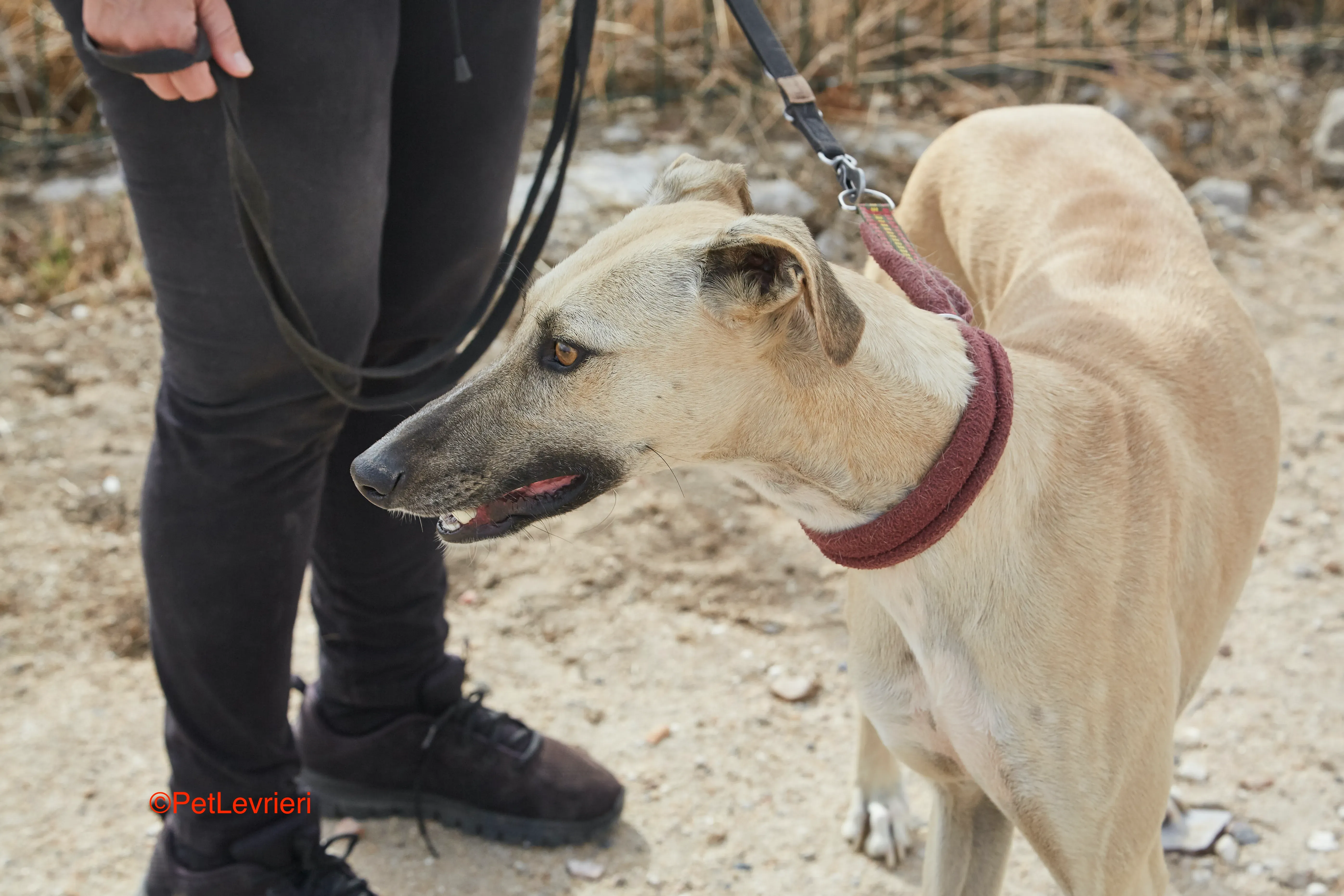 Kronos adozione galgo pet levrieri onlus 3