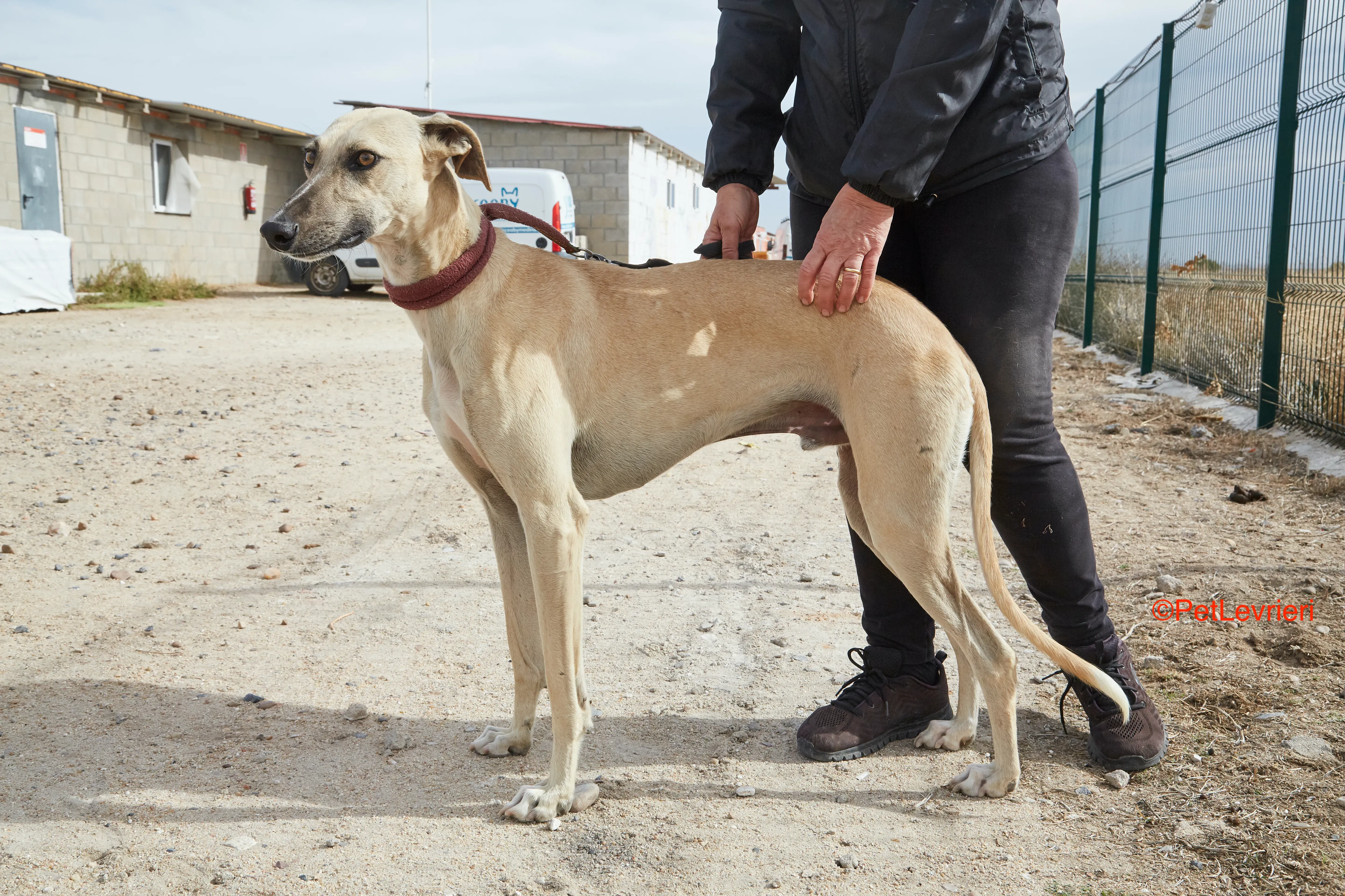 Kronos adozione galgo pet levrieri onlus 4