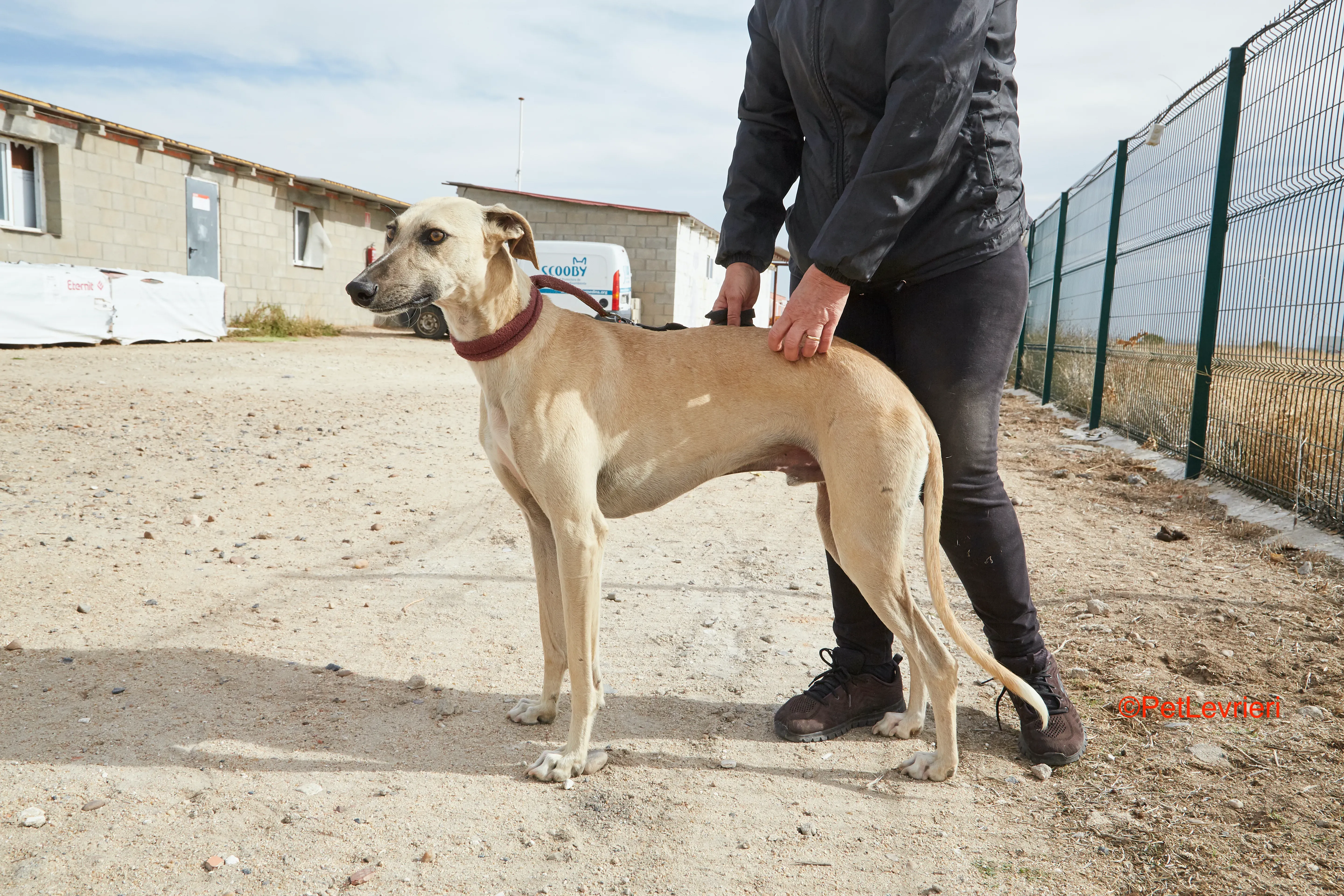 Kronos adozione galgo pet levrieri onlus 5