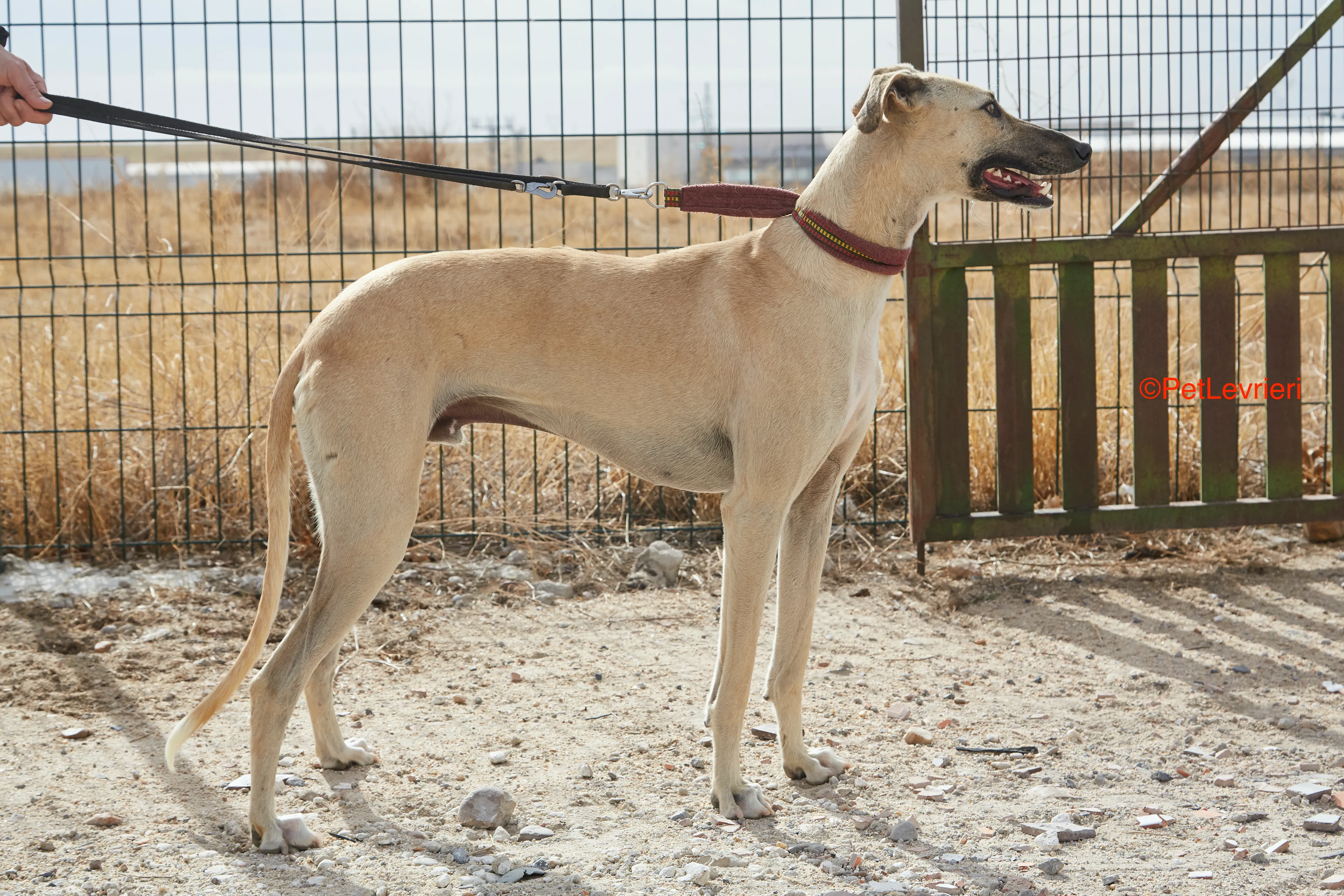 Kronos adozione galgo pet levrieri onlus 6