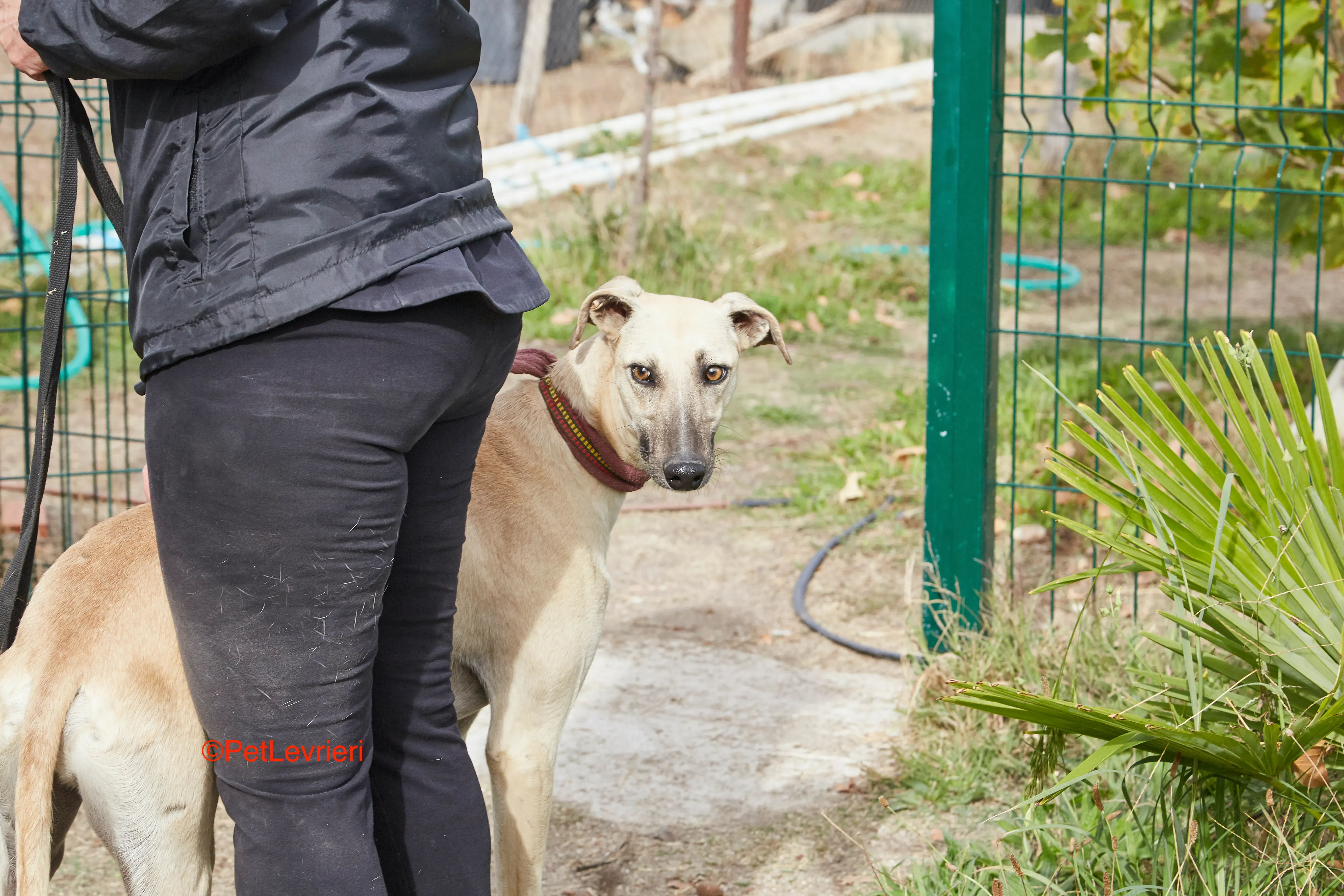 Kronos adozione galgo pet levrieri onlus 7