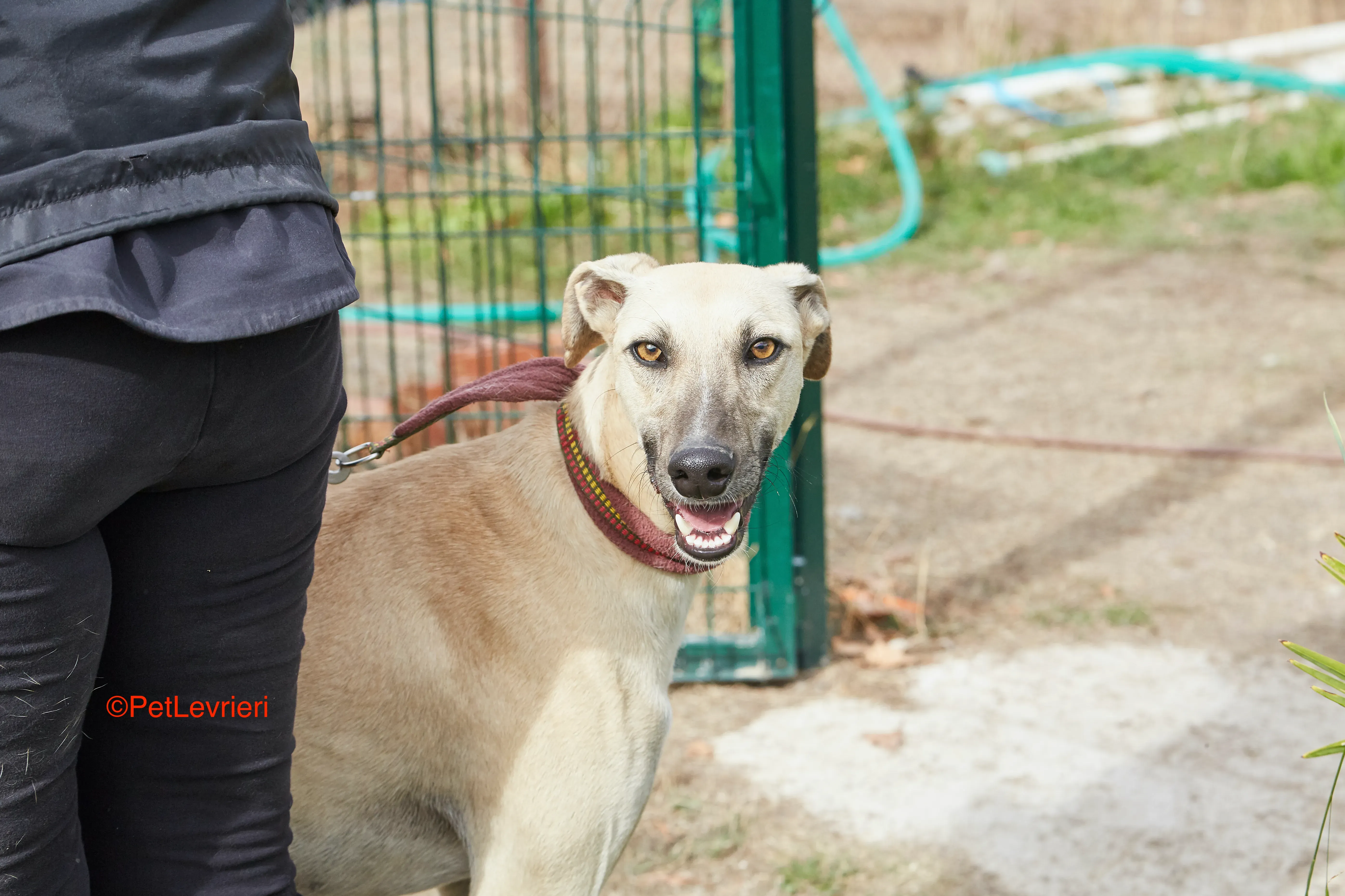 Kronos adozione galgo pet levrieri onlus 8