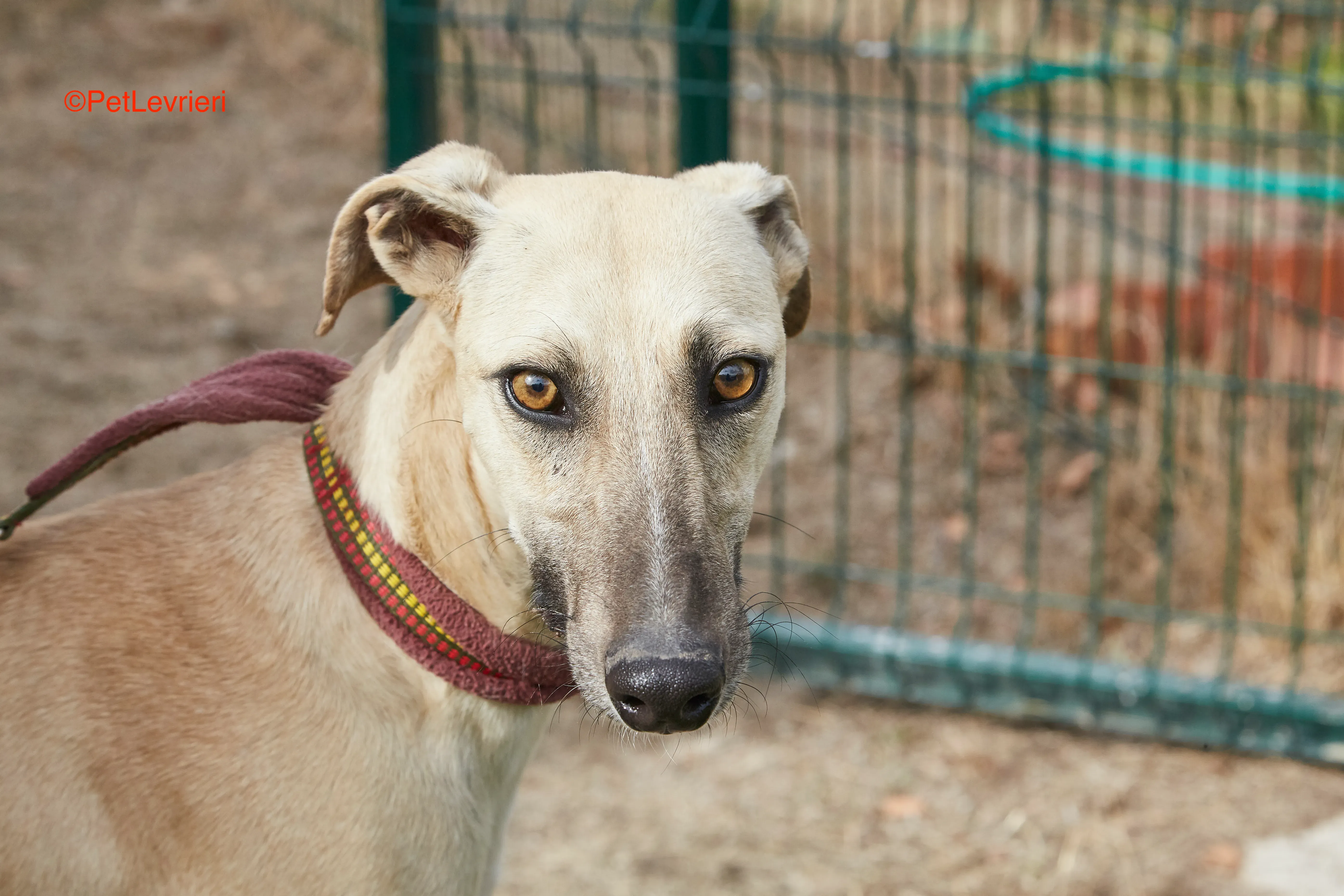 Kronos adozione galgo pet levrieri onlus 9