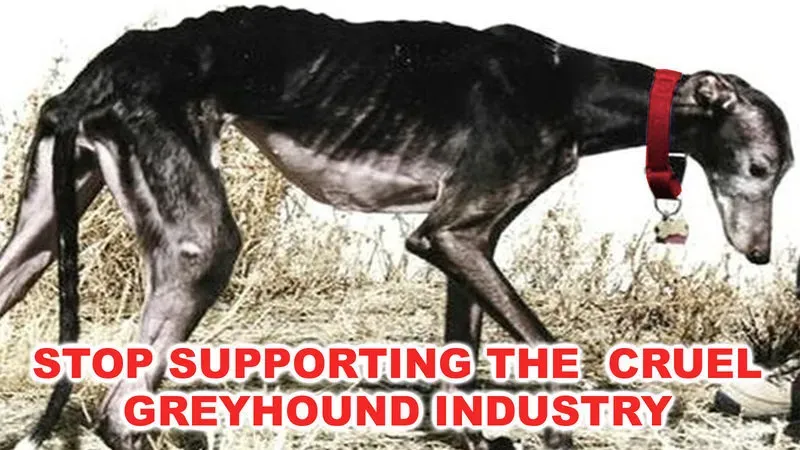 KxYyNmMNHEfVnnU 800x450 noPad